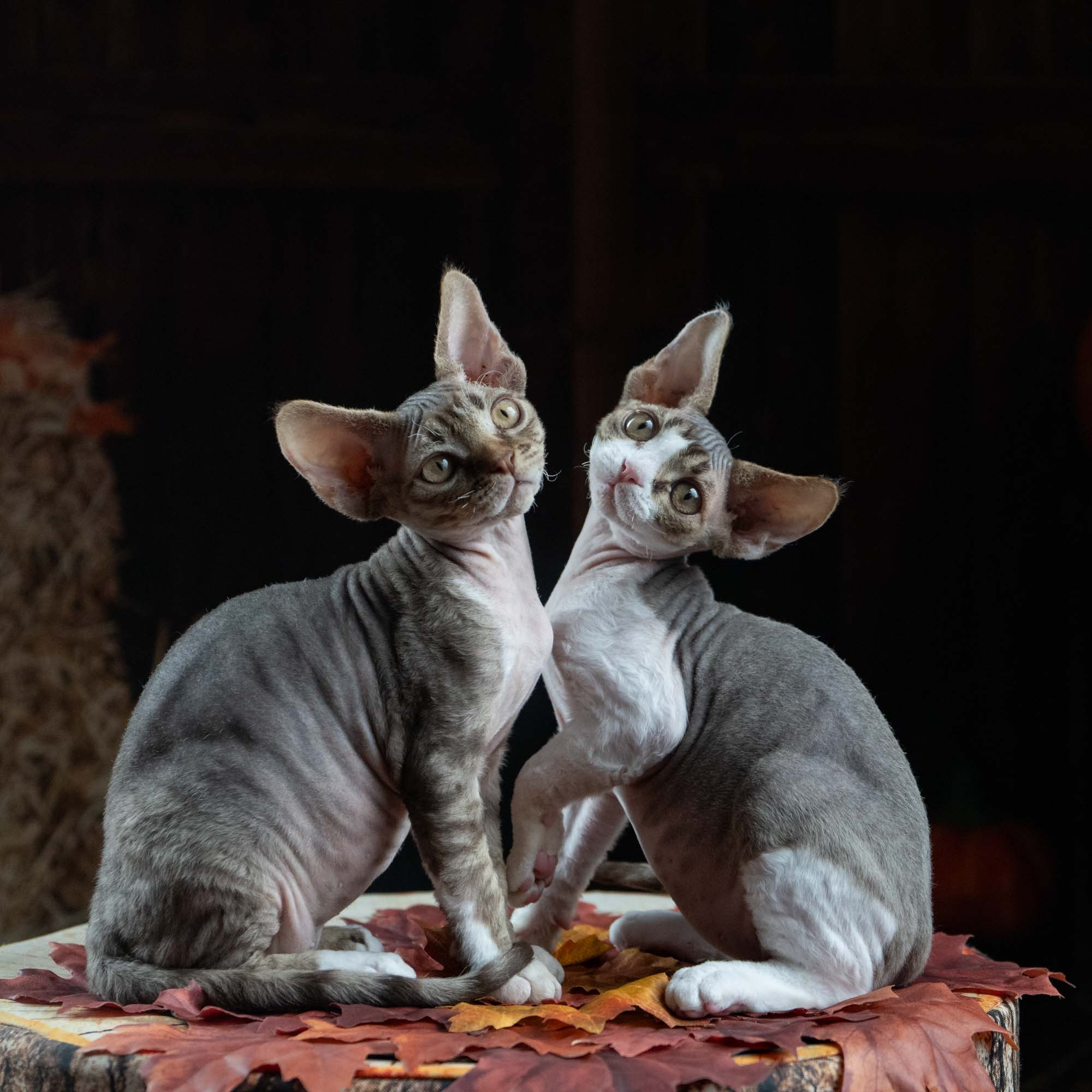 Elvis, boy, born on 06.09.24 SOLD. Devon Rex Pixie Cattery