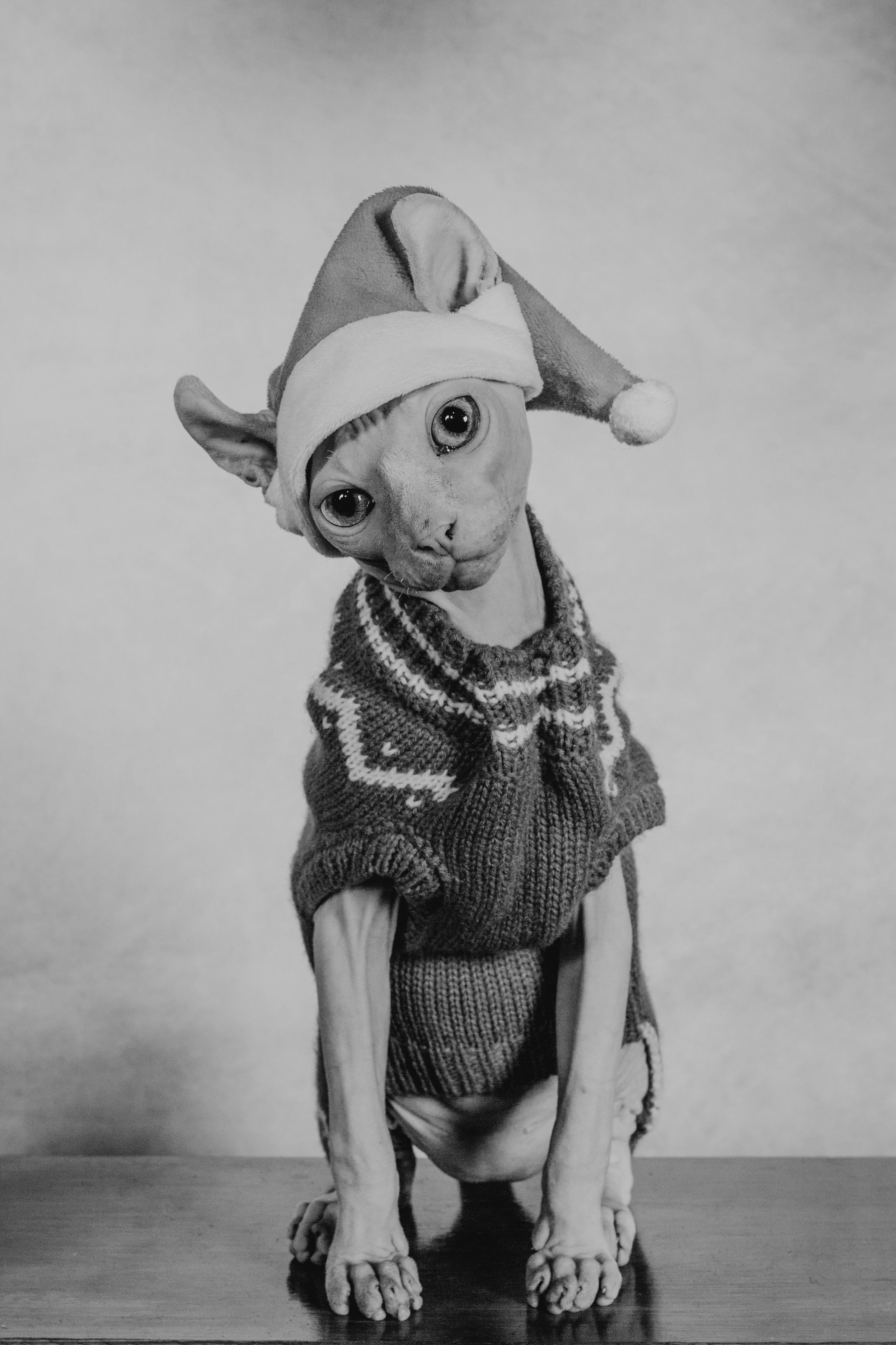 📸 ¡50% de Descuento en Sesiones de Pareja, Familia y Mascota durante la Feria Torrestock 2025!. Rainbox Estudio de Fotografía