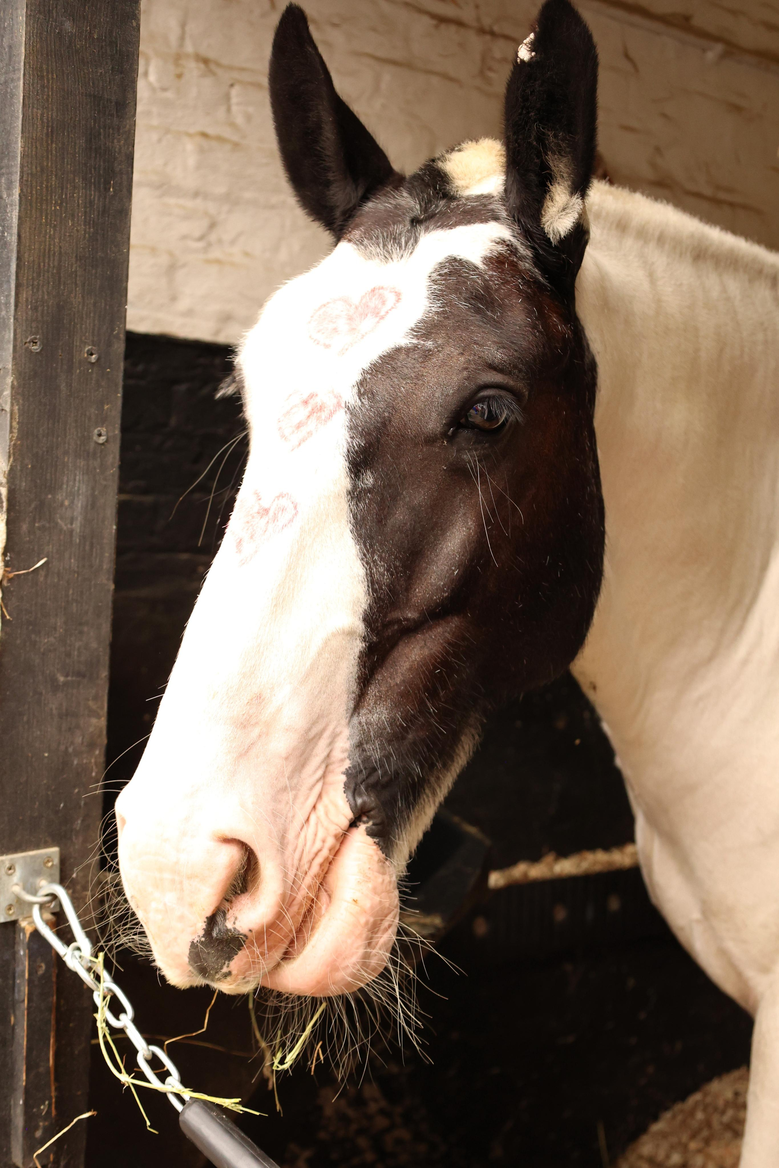 Charity ride Wimbledon Stables. Couples and portraits photographer Wimbledon London
