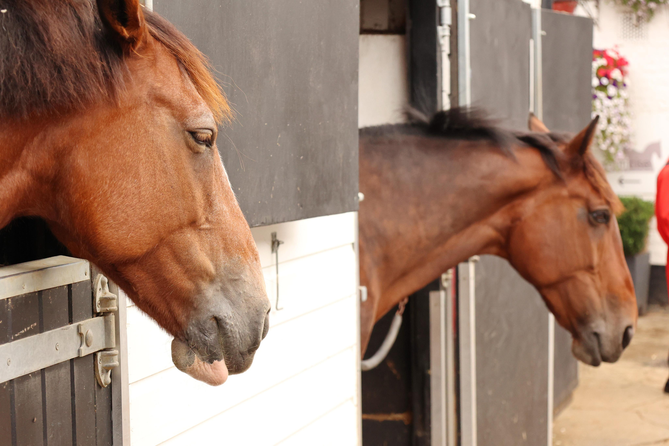 Charity ride Wimbledon Stables. Couples and portraits photographer Wimbledon London