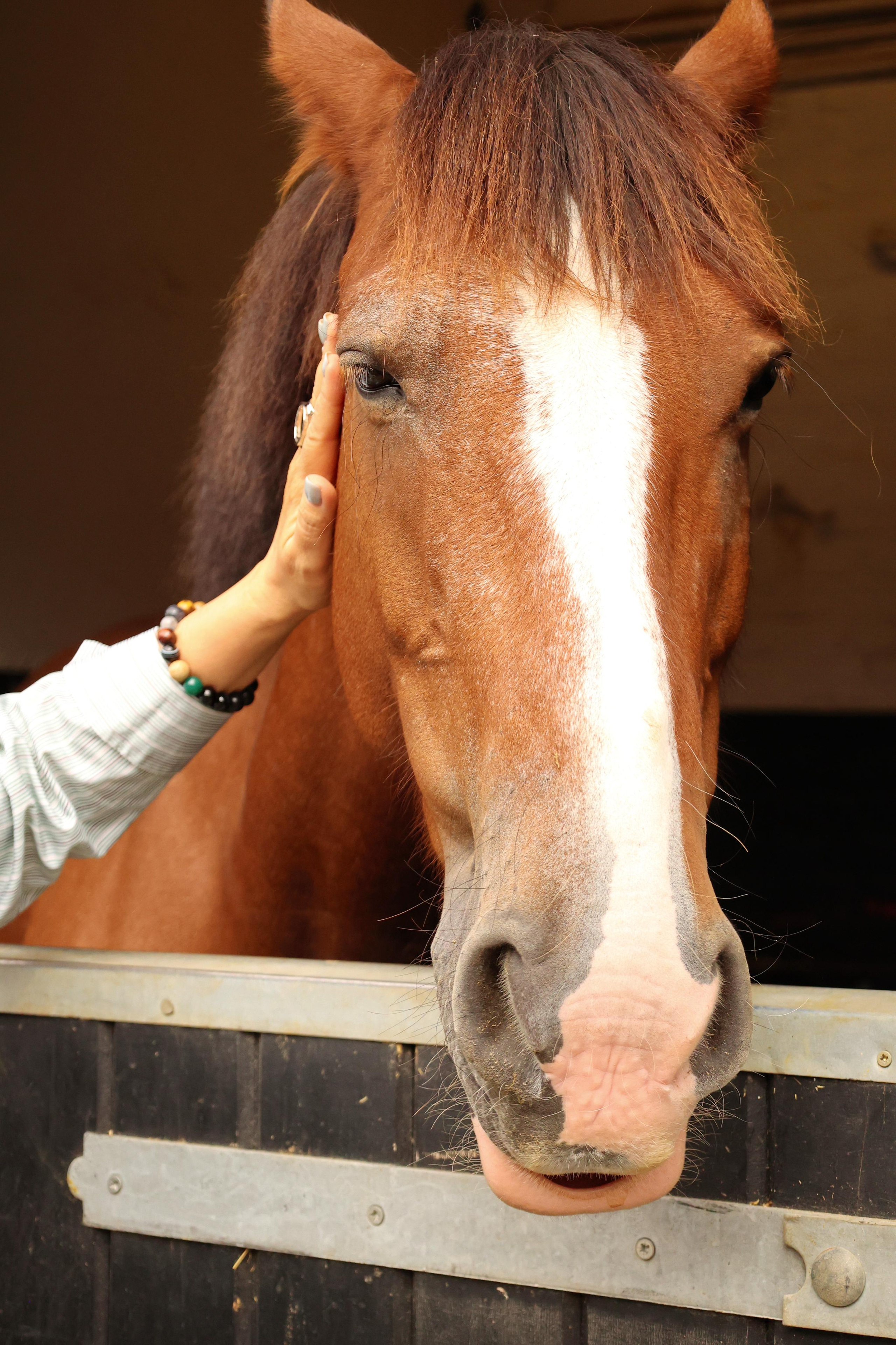 Charity ride Wimbledon Stables. Couples and portraits photographer Wimbledon London