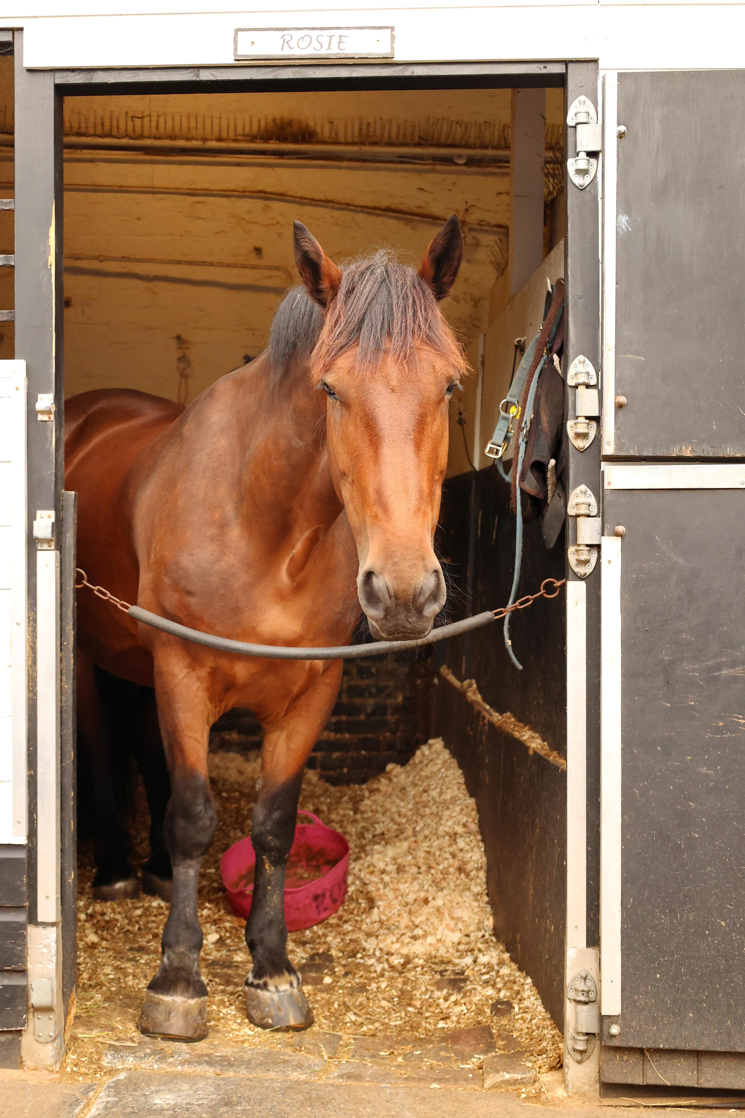 Charity ride Wimbledon Stables. Couples and portraits photographer Wimbledon London