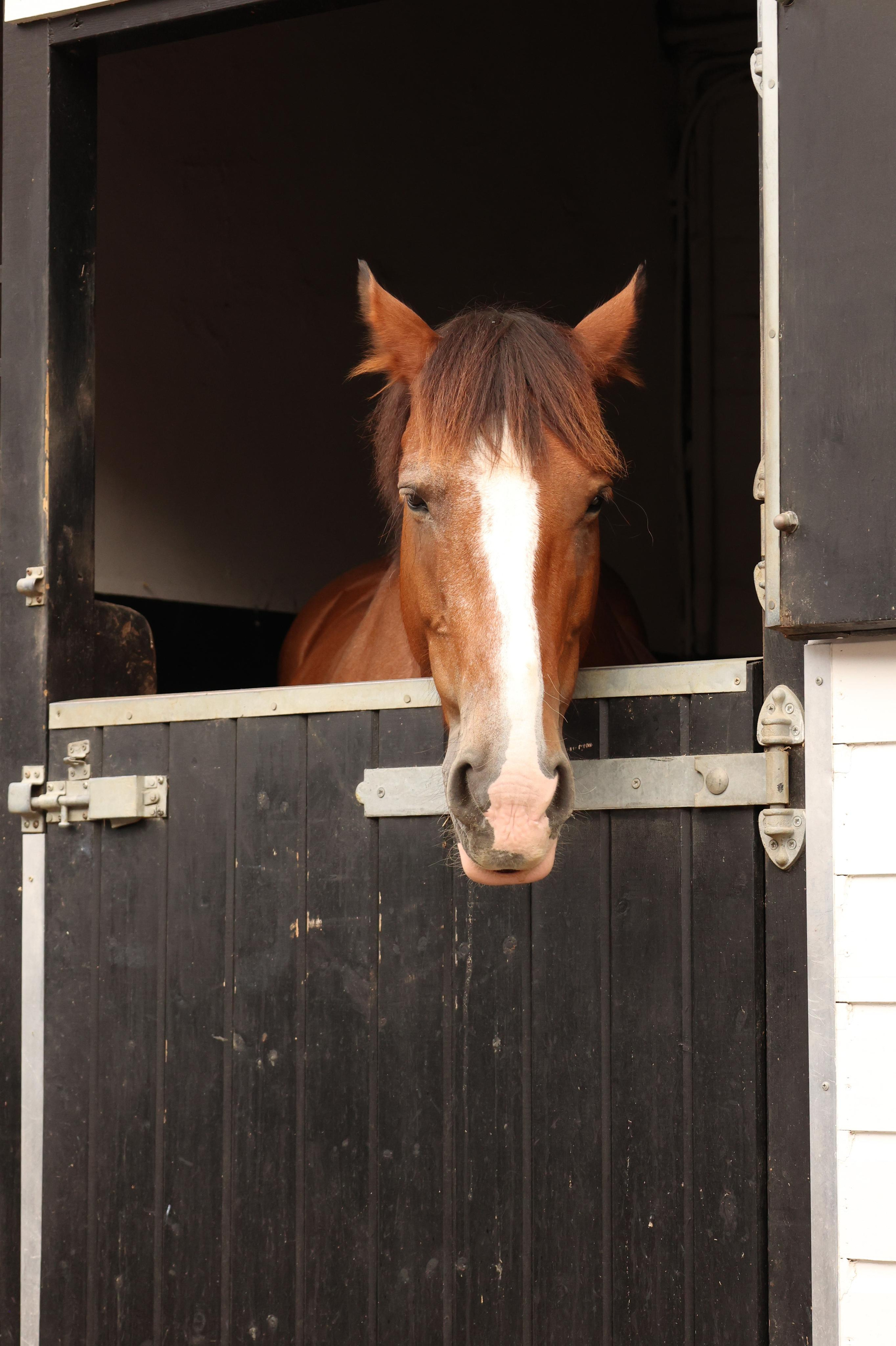 Charity ride Wimbledon Stables. Couples and portraits photographer Wimbledon London
