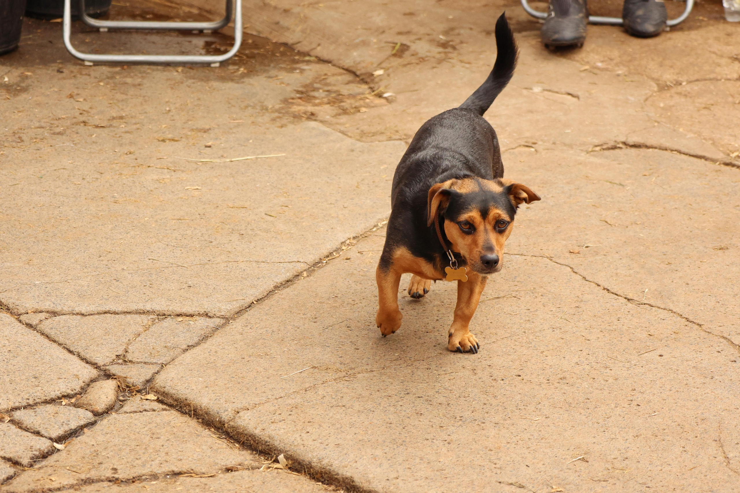 Charity ride Wimbledon Stables. Couples and portraits photographer Wimbledon London