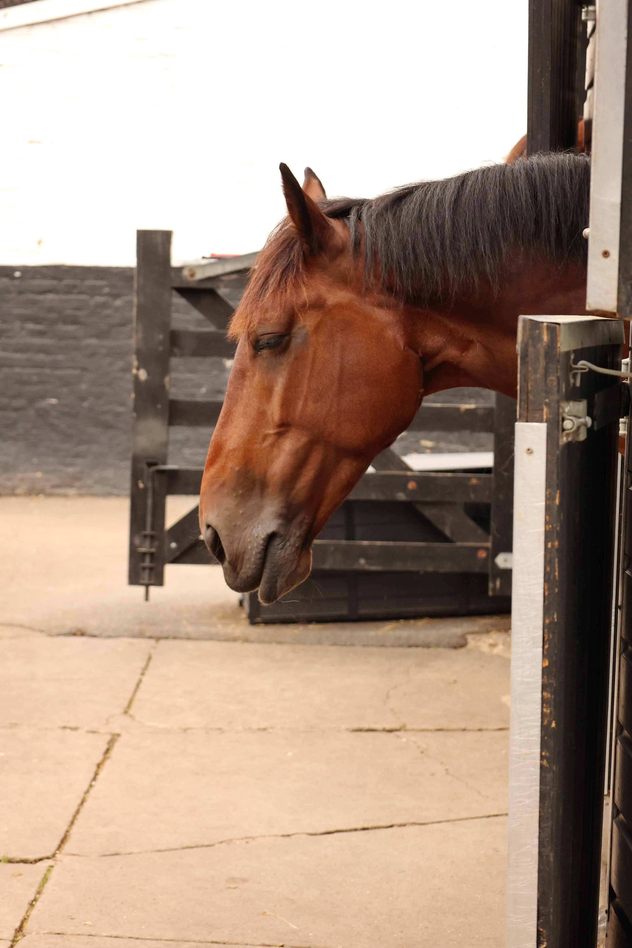 Charity ride Wimbledon Stables. Couples and portraits photographer Wimbledon London