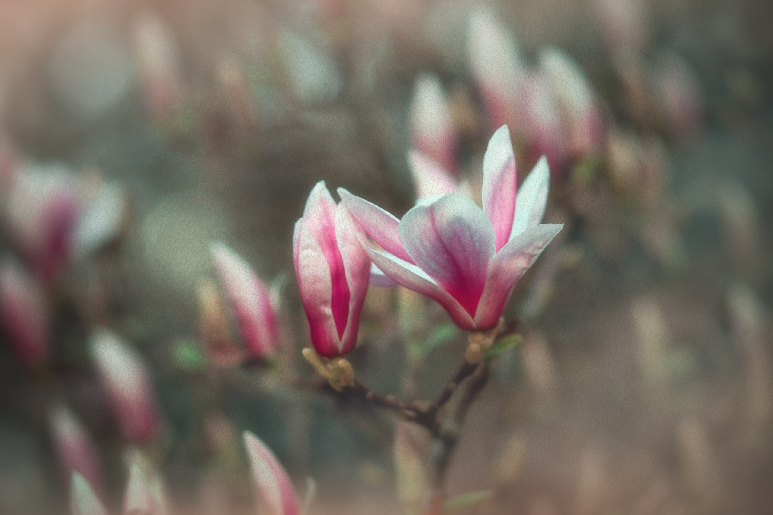 *** Blossom Spring Photo Shoot ***. Stevenage, Hertfordshire family, maternity and newborn photographer