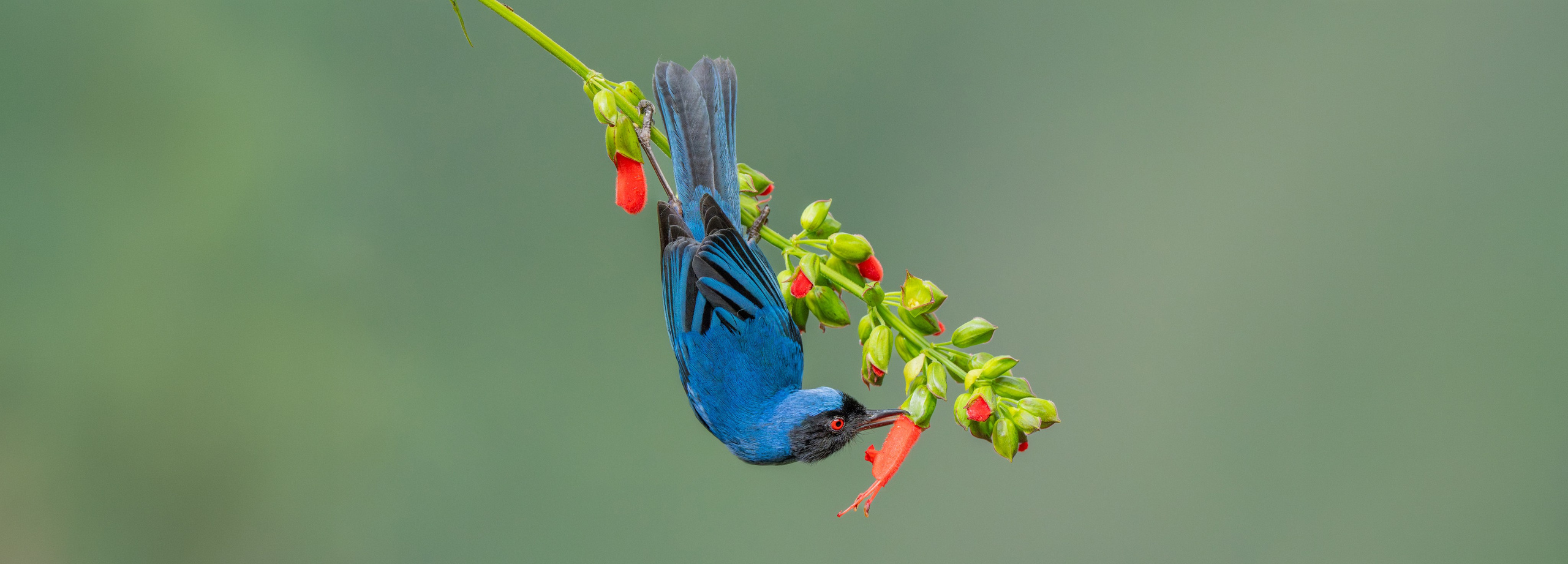 Nature photographer Yuri Soria-Galvarro