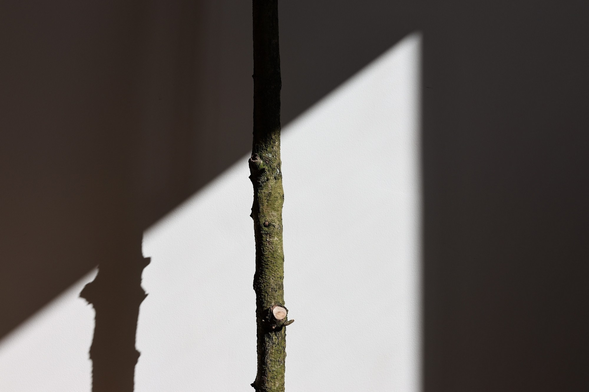 Siguen caminando dentro de mi corazón