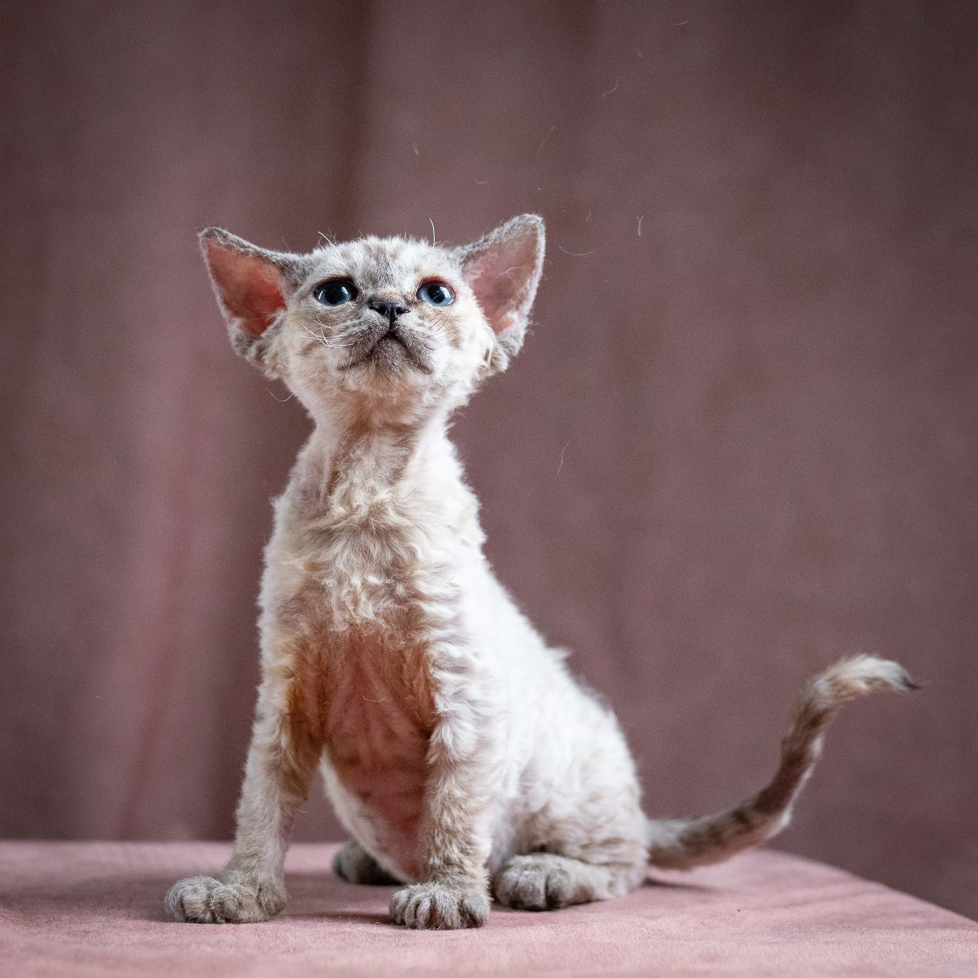 Quella, girl, born 02.14.26. Devon Rex Pixie Cattery