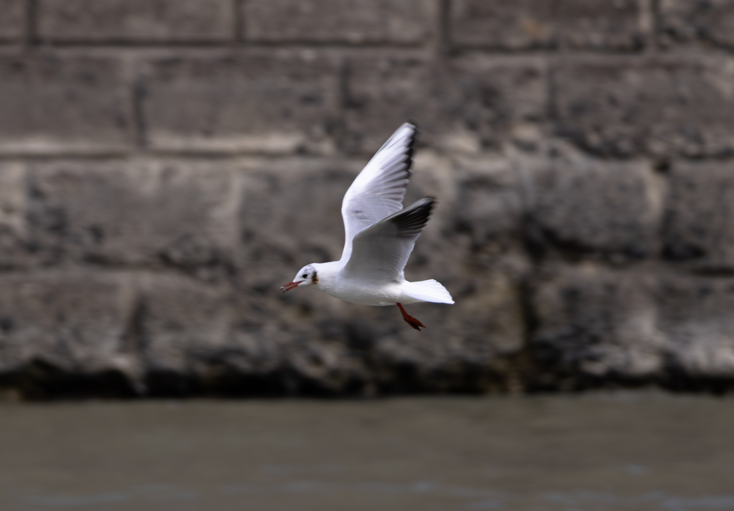 ფრთა ბუმბულისა და ფრთა რკინისა. FramefreeMan