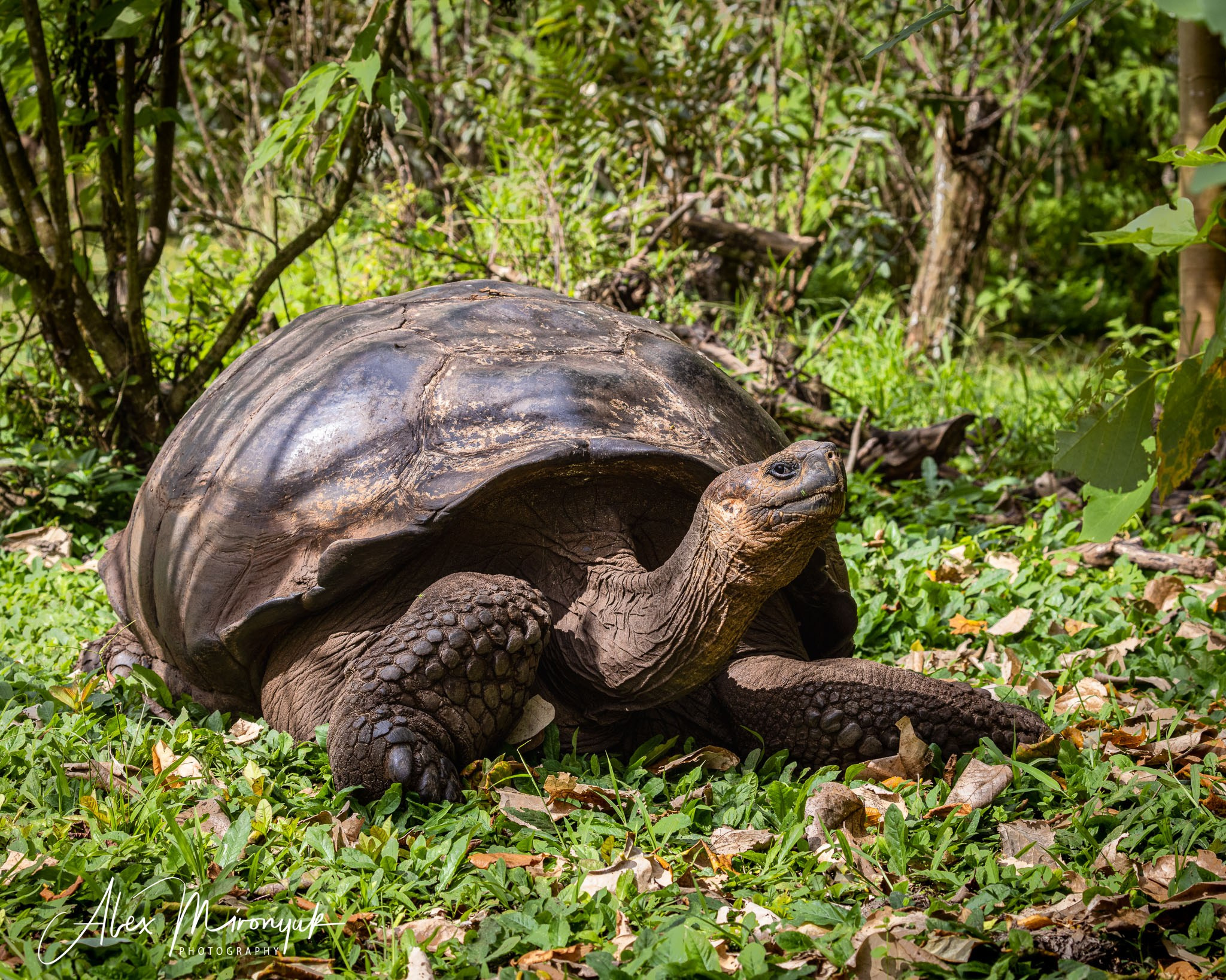 Galapagos Islands Adventure. Alex Mironyuk Photography