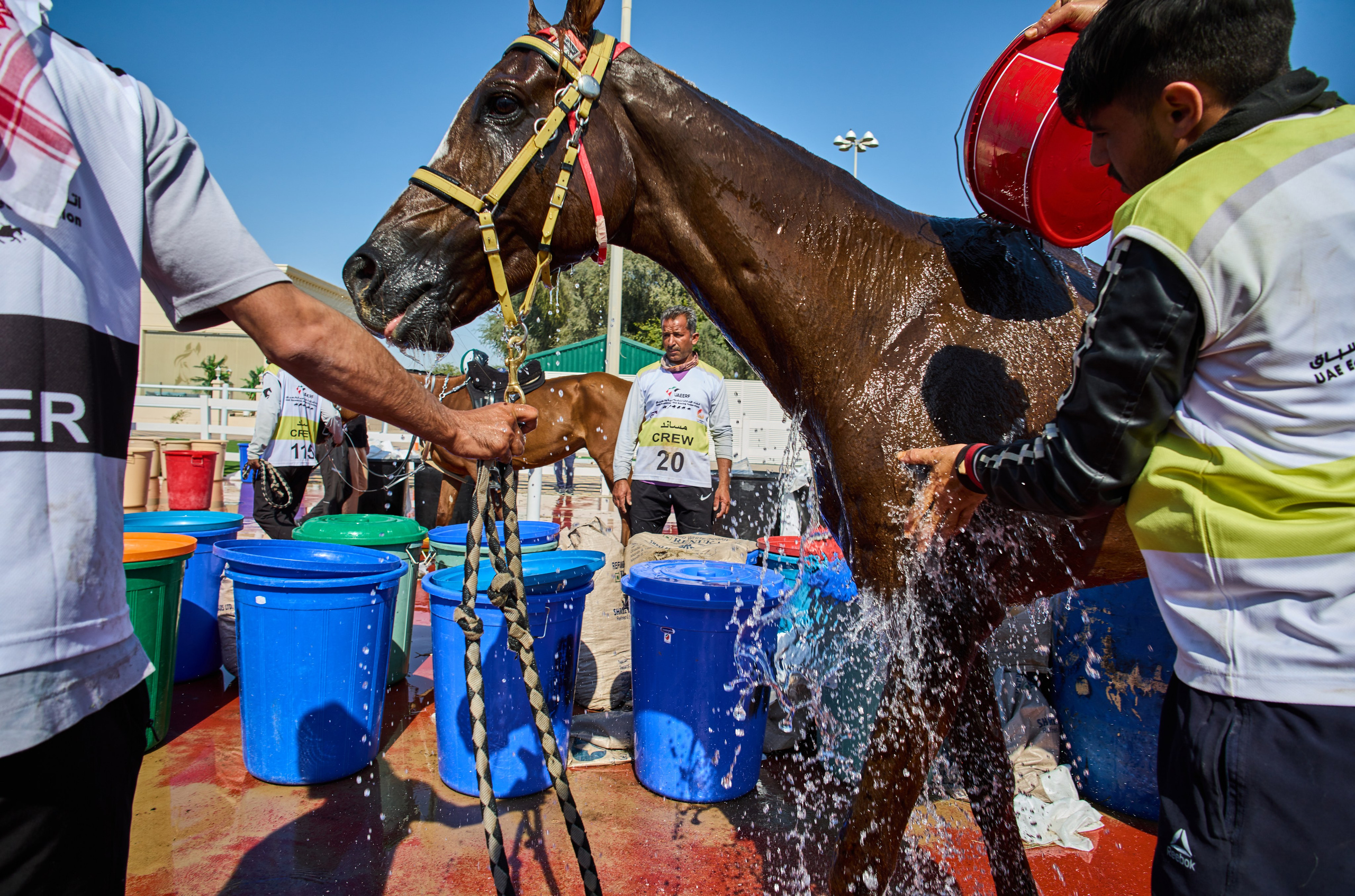 ENDURANCE HORSE RACING. Grigoriy Yaroshenko photography | Фотограф Григорий Ярошенко