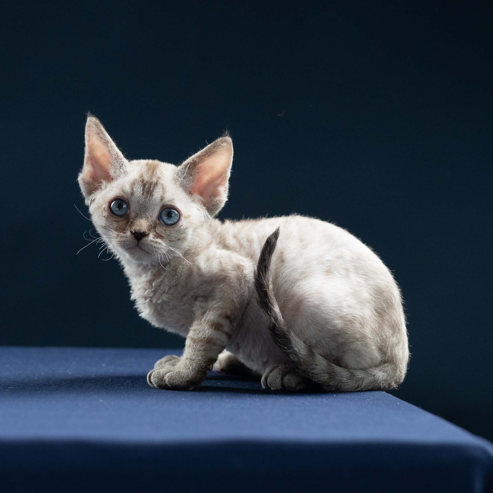 Isla, girl, born 06.01.2025. Devon Rex Pixie Cattery