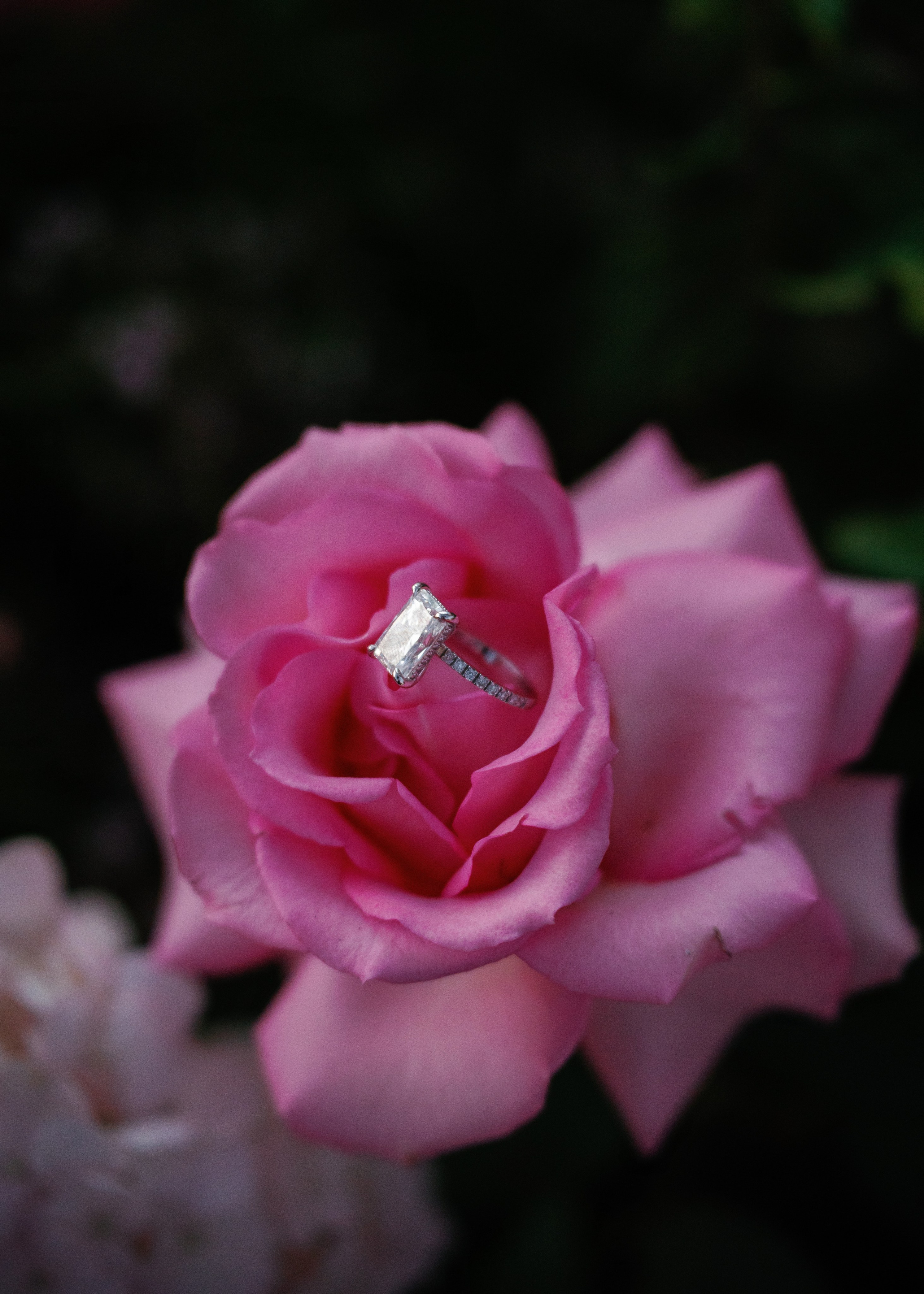 Proposals California. Wedding Photography & Videography Team in California, Los Angeles, San Francisco, San Diego and Travel