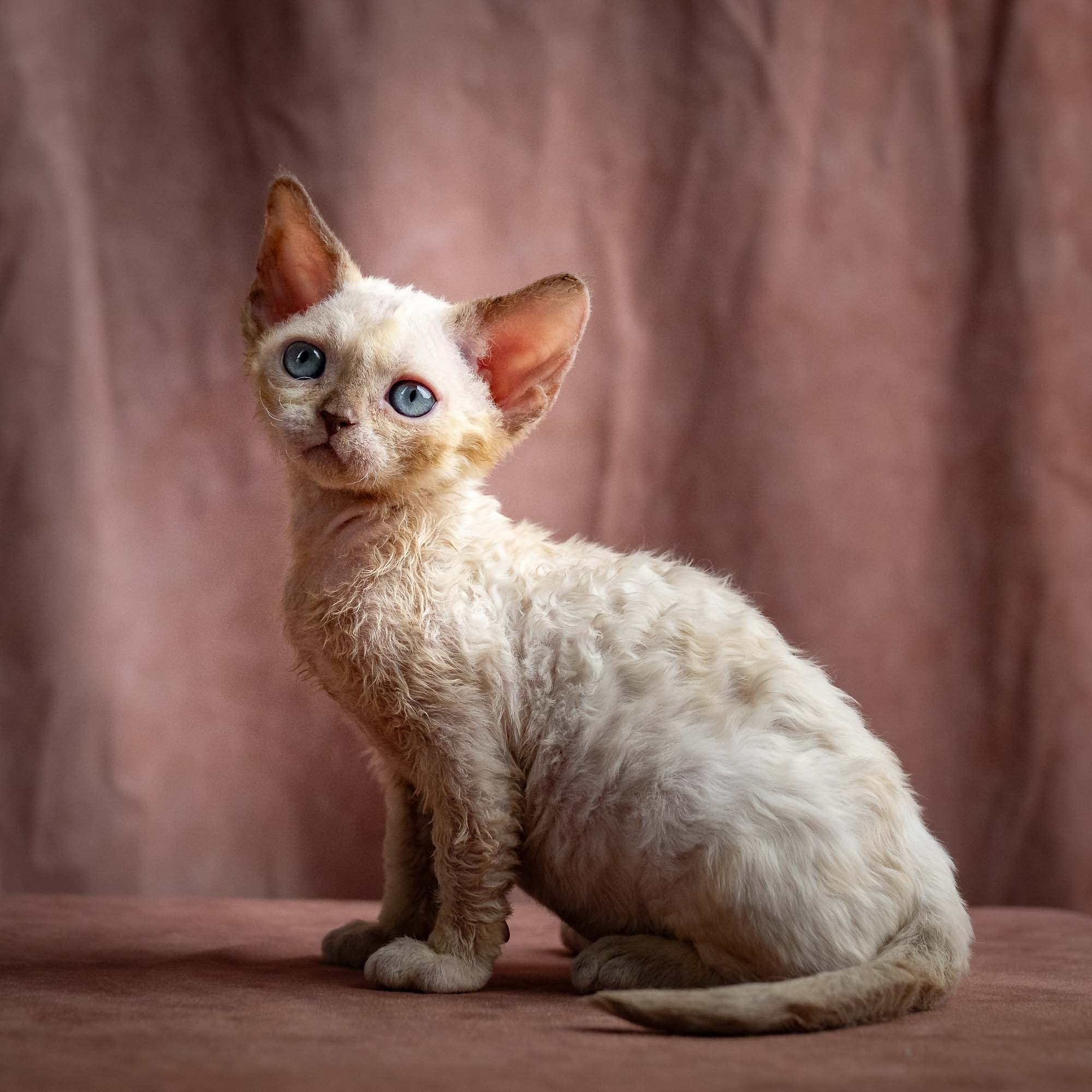 Rosalie, girl, born 05.08.26. Devon Rex Pixie Cattery