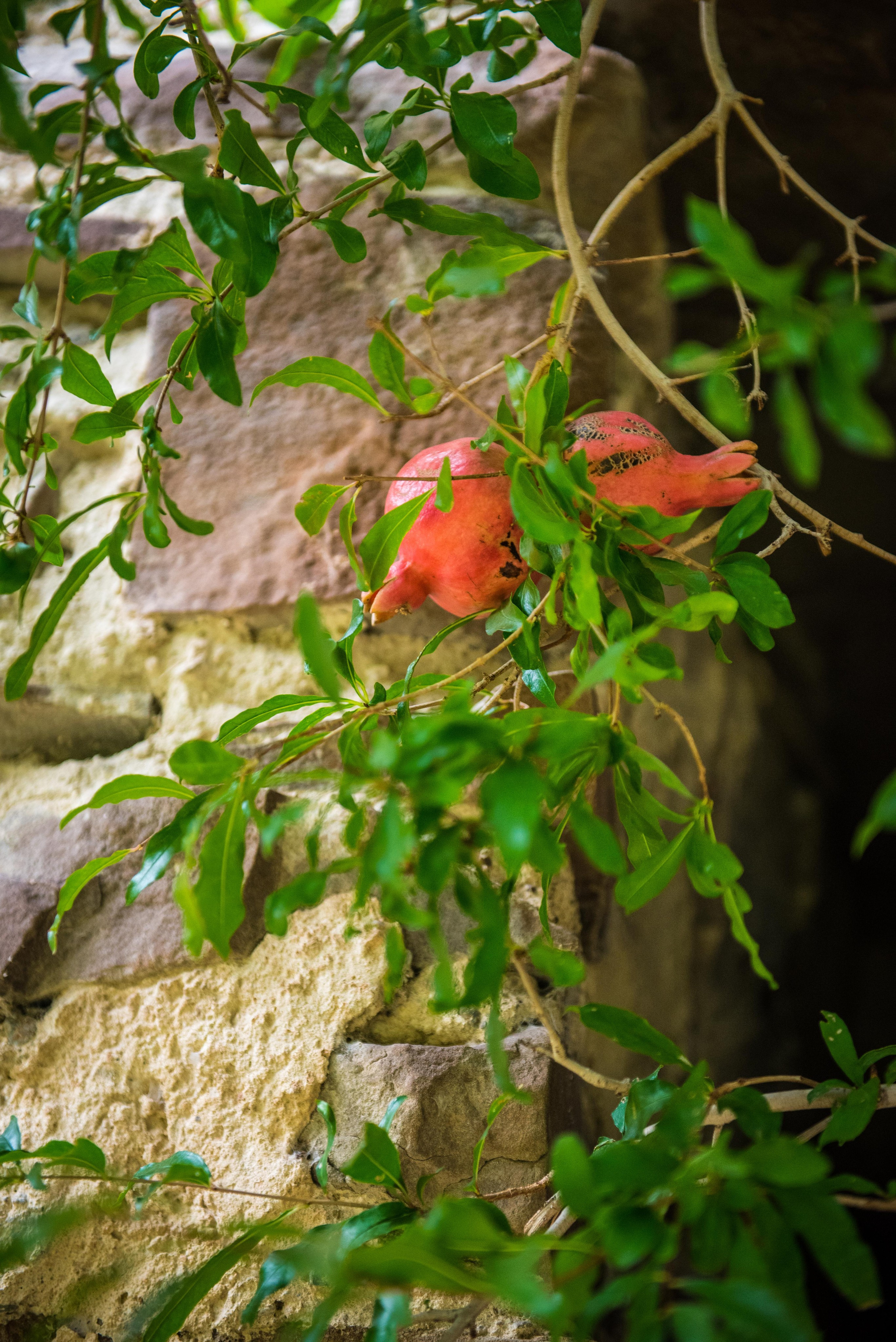 Gareji. Photographer in Tbilisi