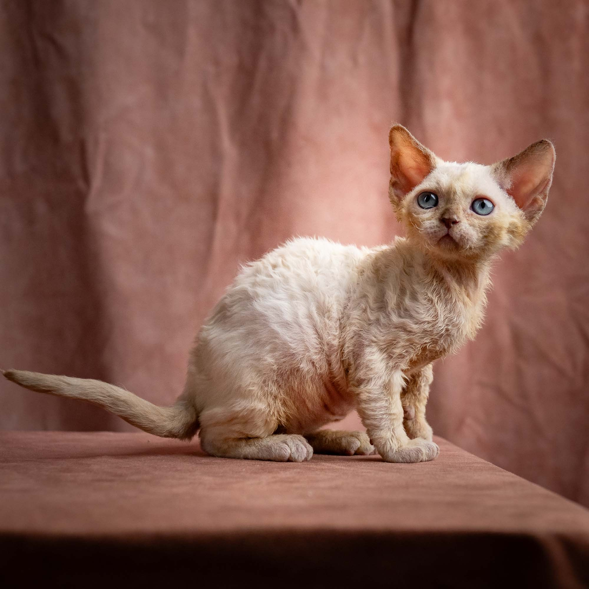 Rosalie, girl, born 05.08.26. Devon Rex Pixie Cattery