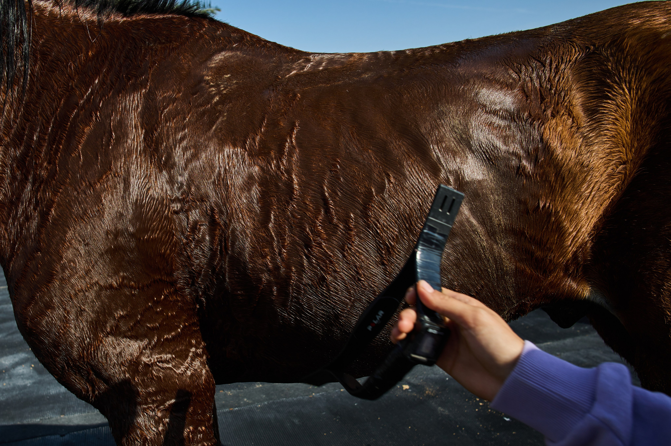 ENDURANCE HORSE RACING. Grigoriy Yaroshenko photography | Фотограф Григорий Ярошенко