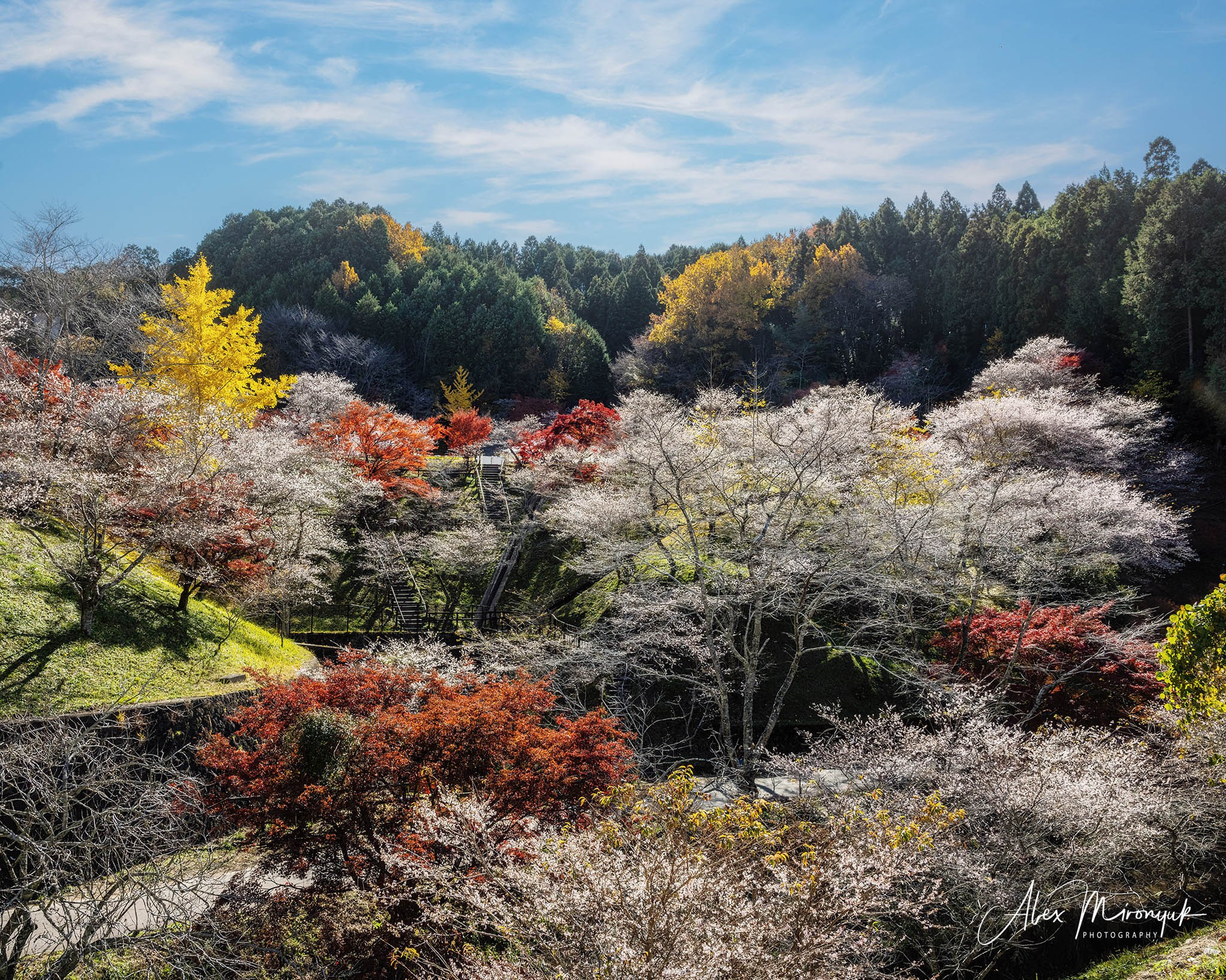 Autumn Colors of Japan. Pet, Senior, Landscape, portrait studio, photographer in Miami and Sou