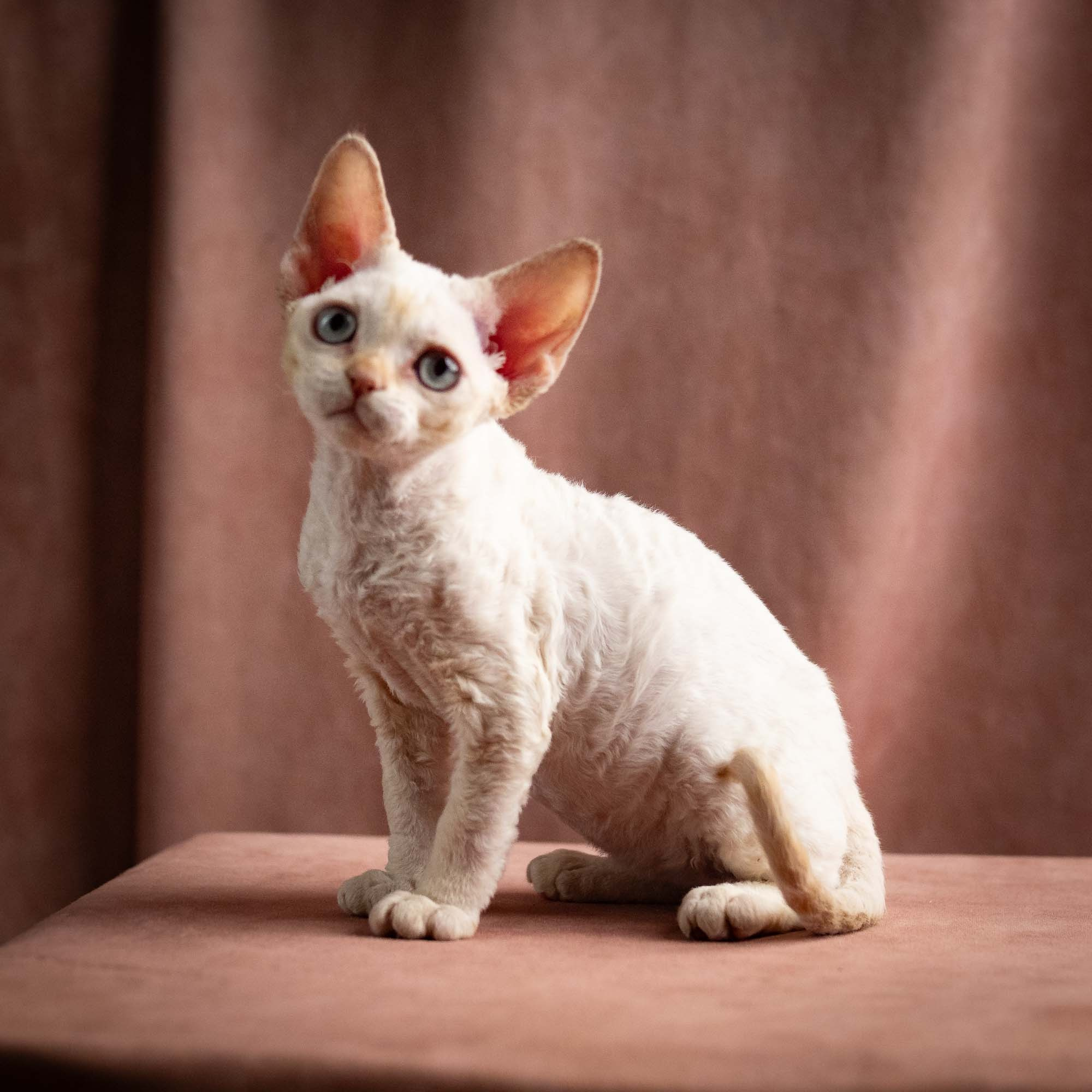 Quinn, girl, born 02.14.26. Devon Rex Pixie Cattery