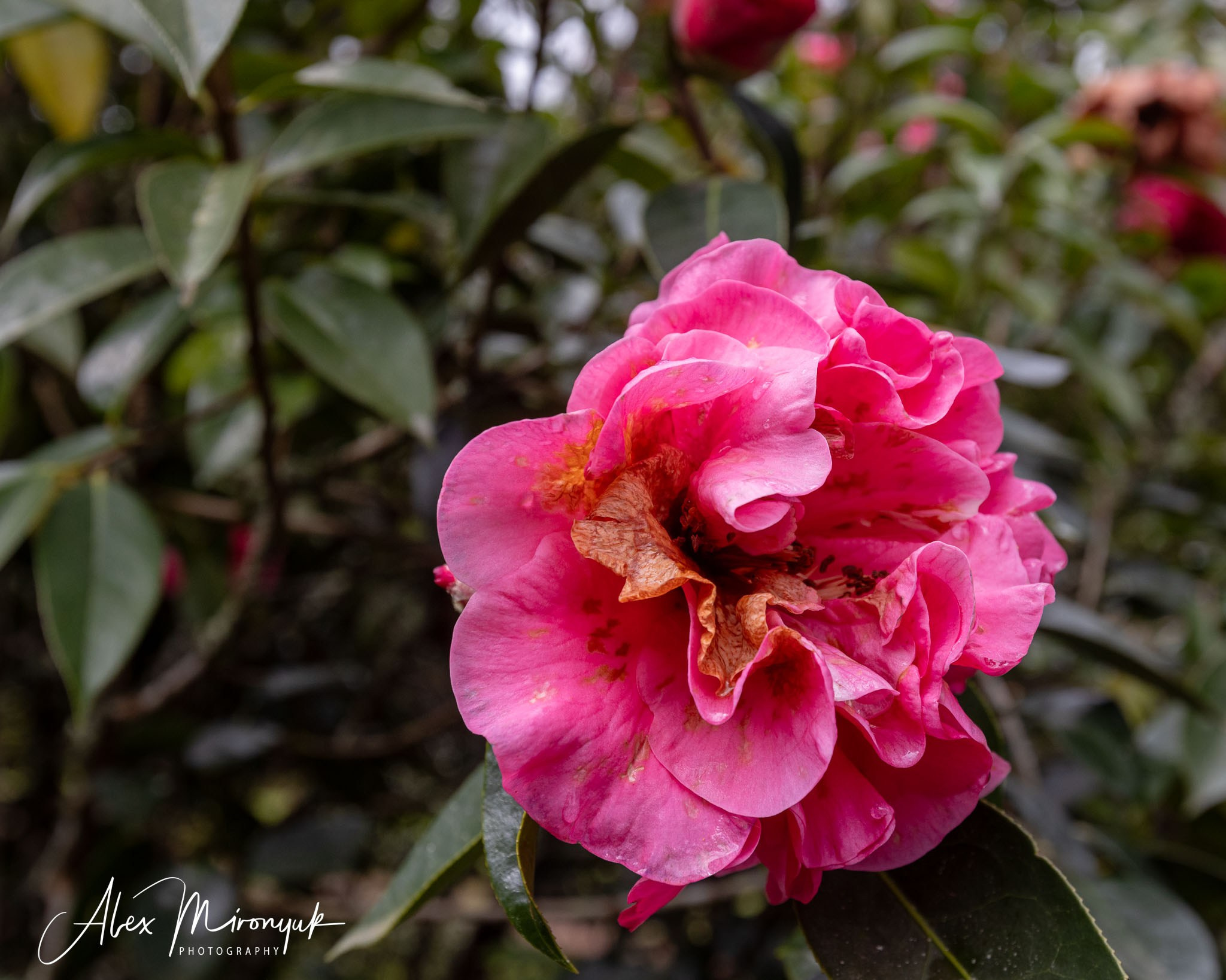 Azores And Madeira. Alex Mironyuk Photography
