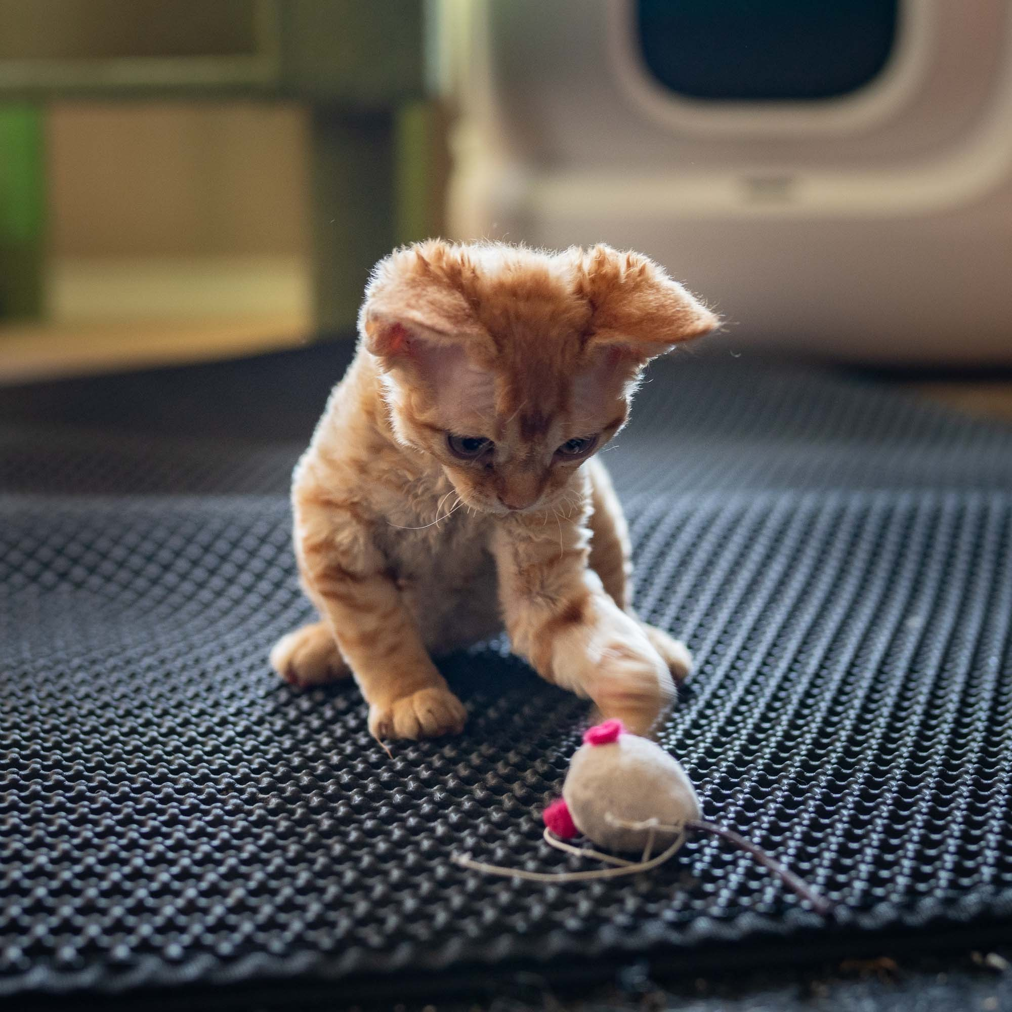 Jackie, boy, born 06.25.2025. Devon Rex Pixie Cattery