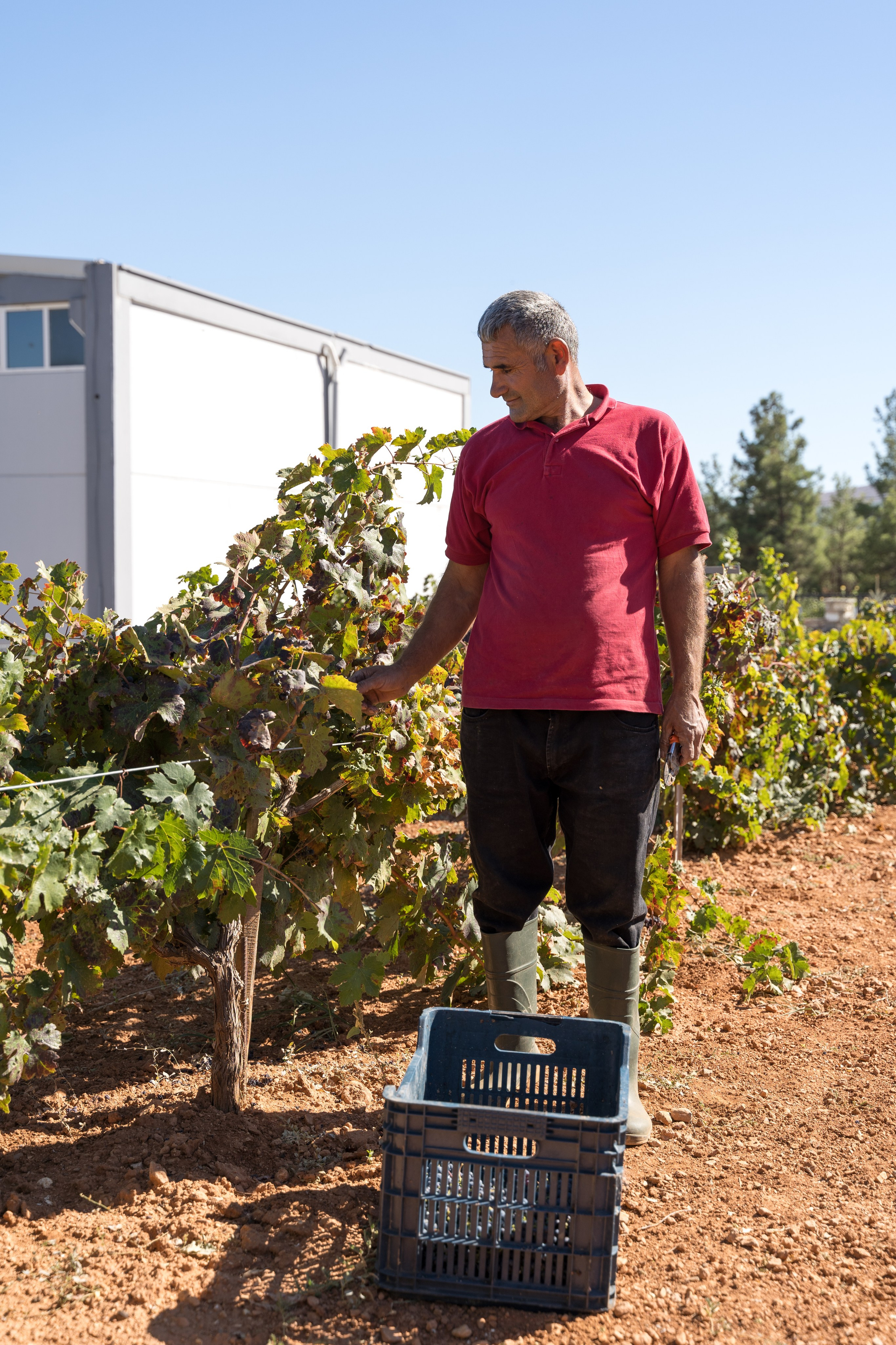 Экскурсия в винный регион Чал из Анталии. Ирина, фотограф в Анталии. Фотосессии в Кемере, Белеке, Сиде, Бодруме, Каше и Фетхие