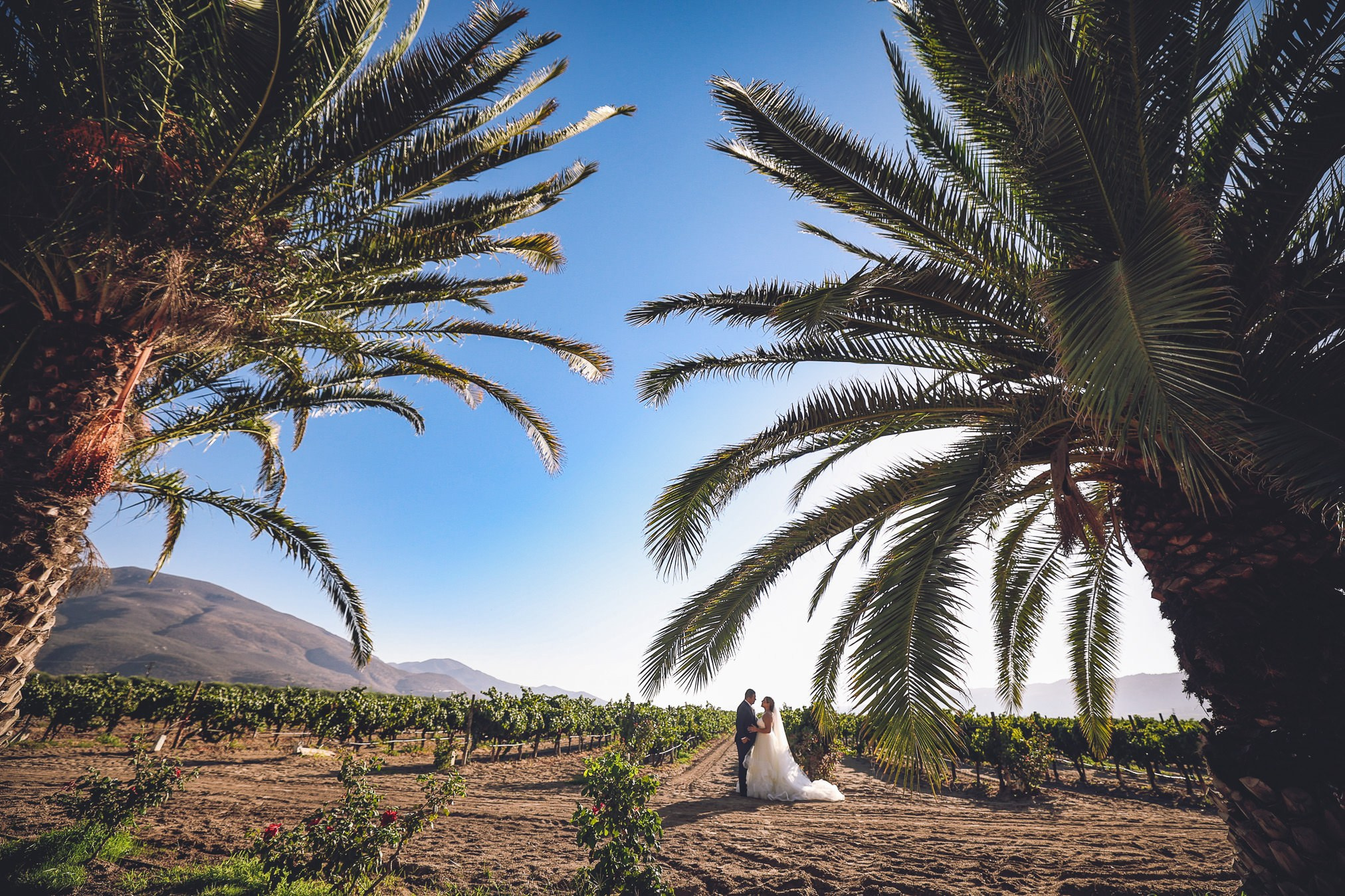 LA Cetto Valle de Guadalupe Boda Araceli e Israel. Estudio de fotografia en Tijuana