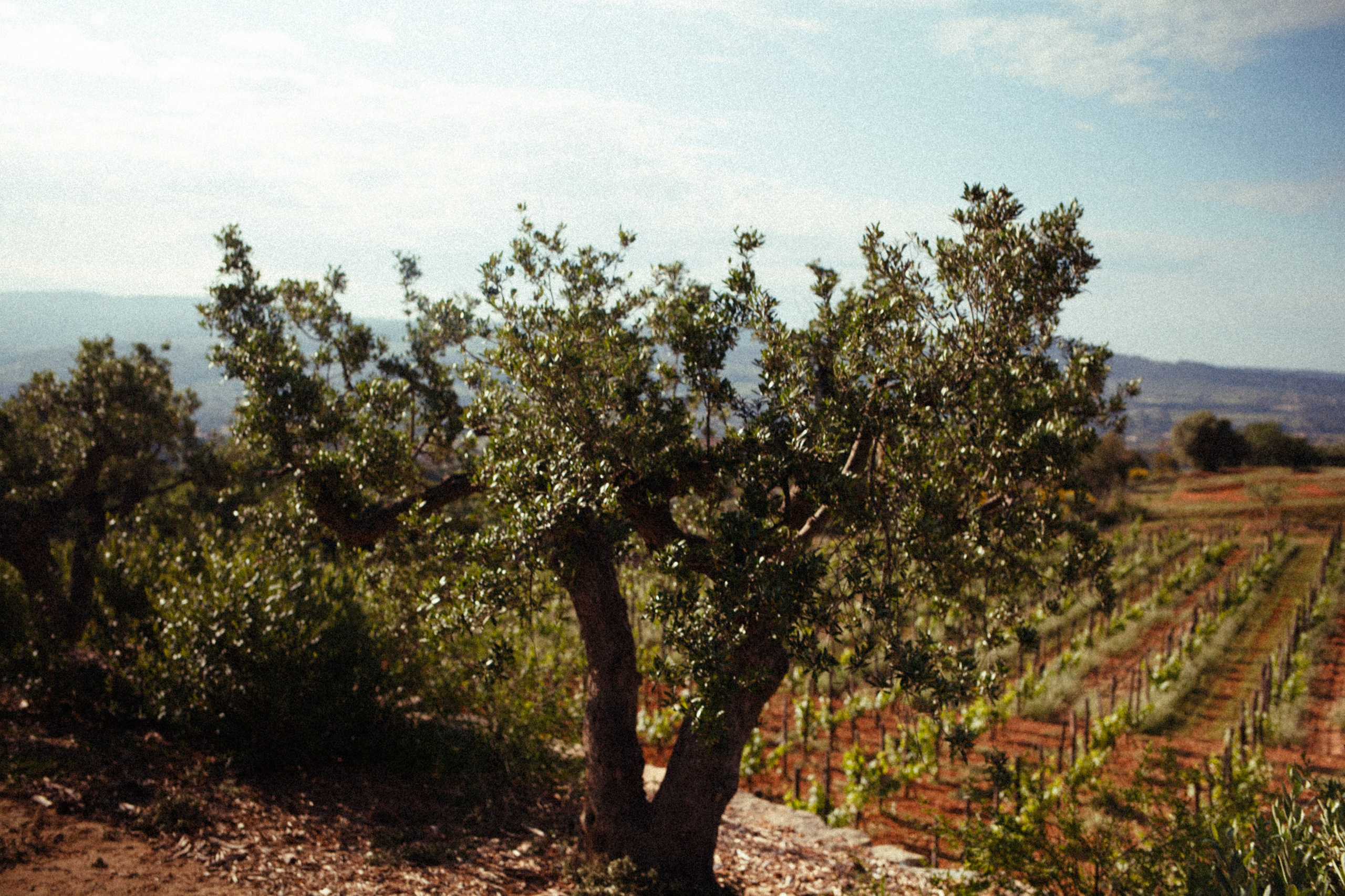 Authentic Photography & Video for Hotels, Wineries & Brands — Marina Kálcheva. Marina Kálcheva — Photographer, Videographer & Visual Artist in Barcelona