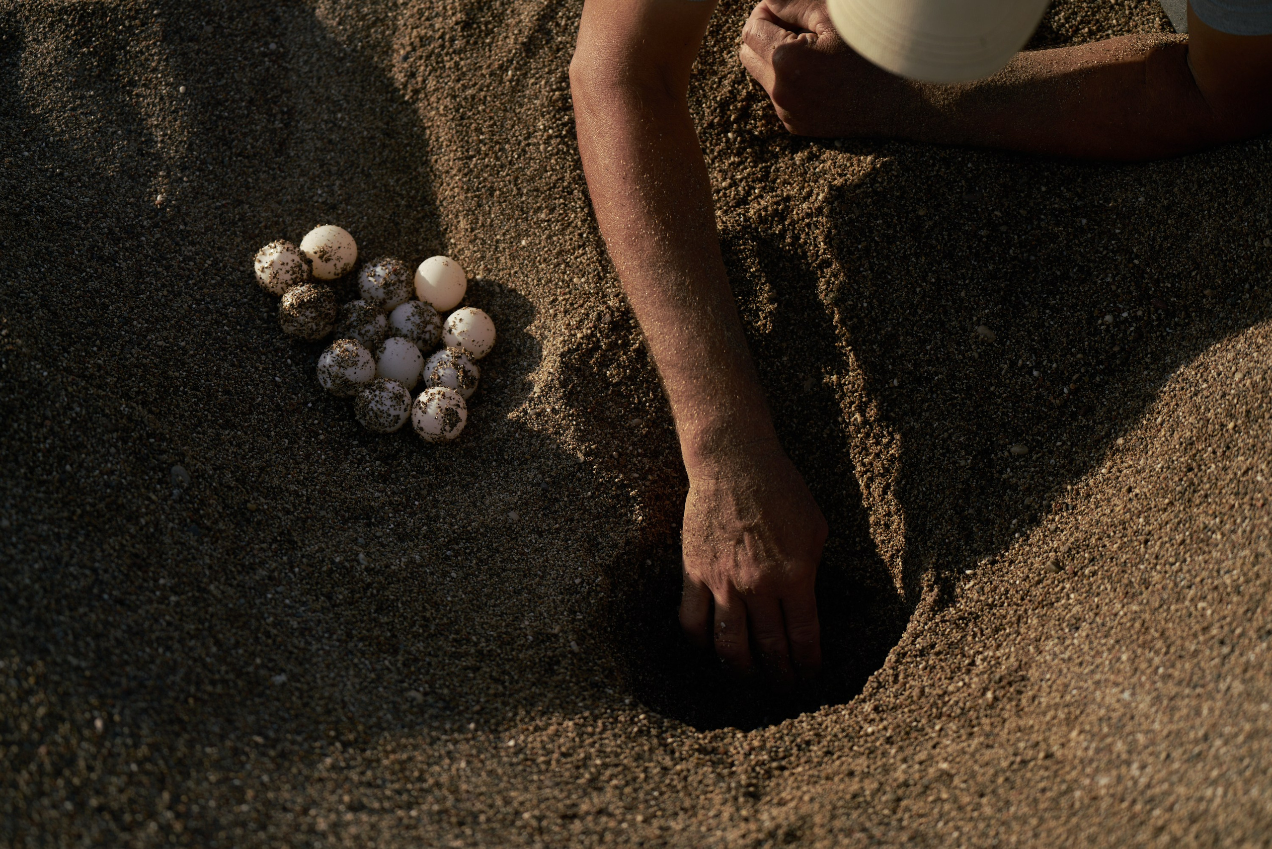 Caretta caretta | Anastasiia Nelen photographer