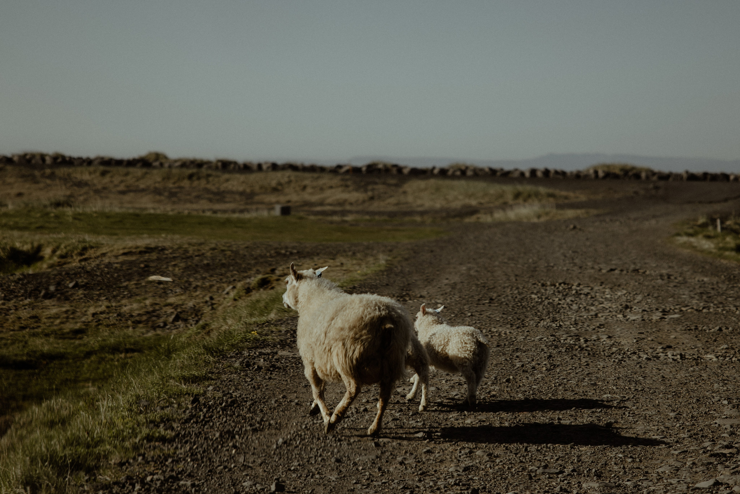 Iceland elopement at Budir with midnight sun wedding photos at black sand beach. Iceland elopement photographer & videographer
