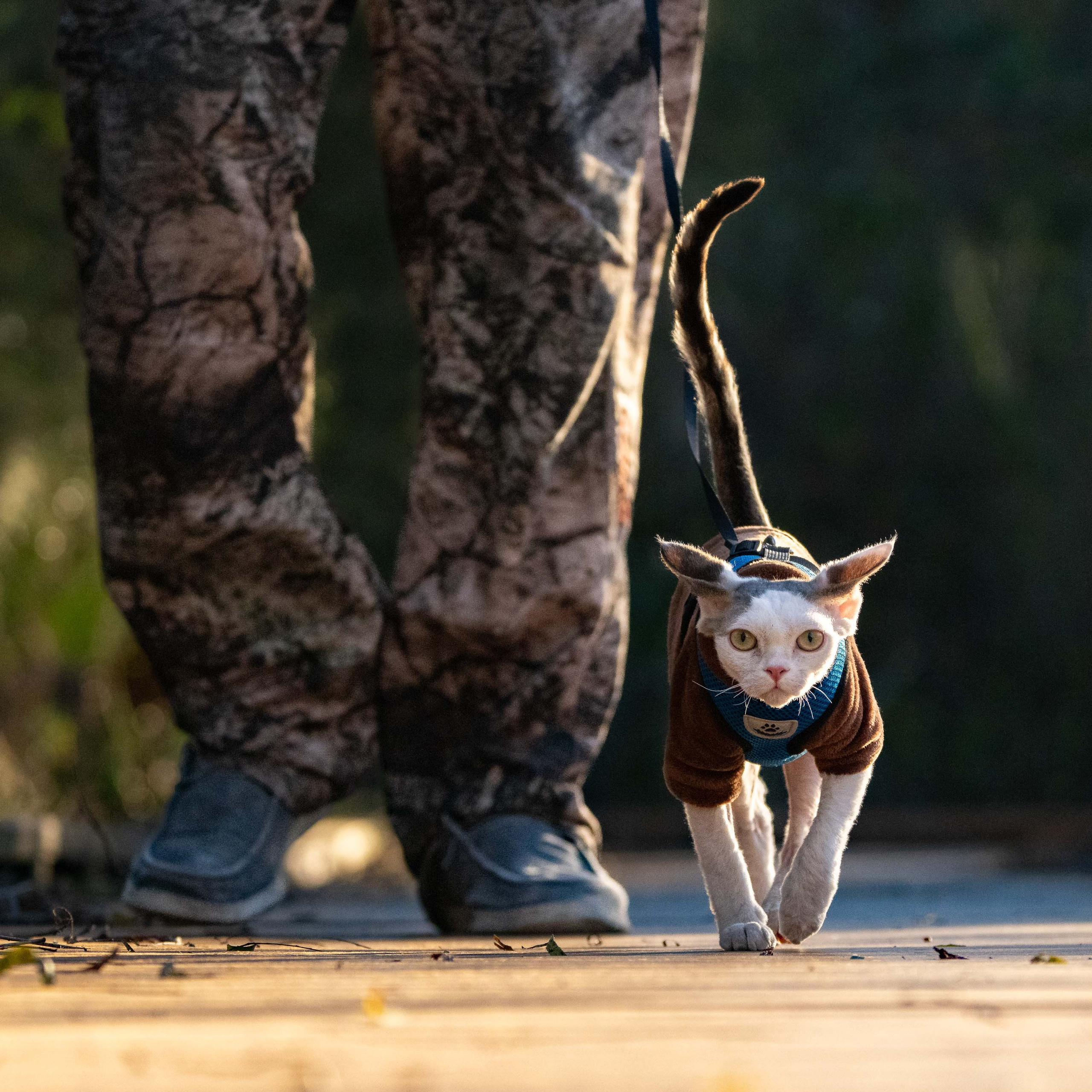Oscar, boy, born 04.15.2025. Devon Rex Pixie Cattery