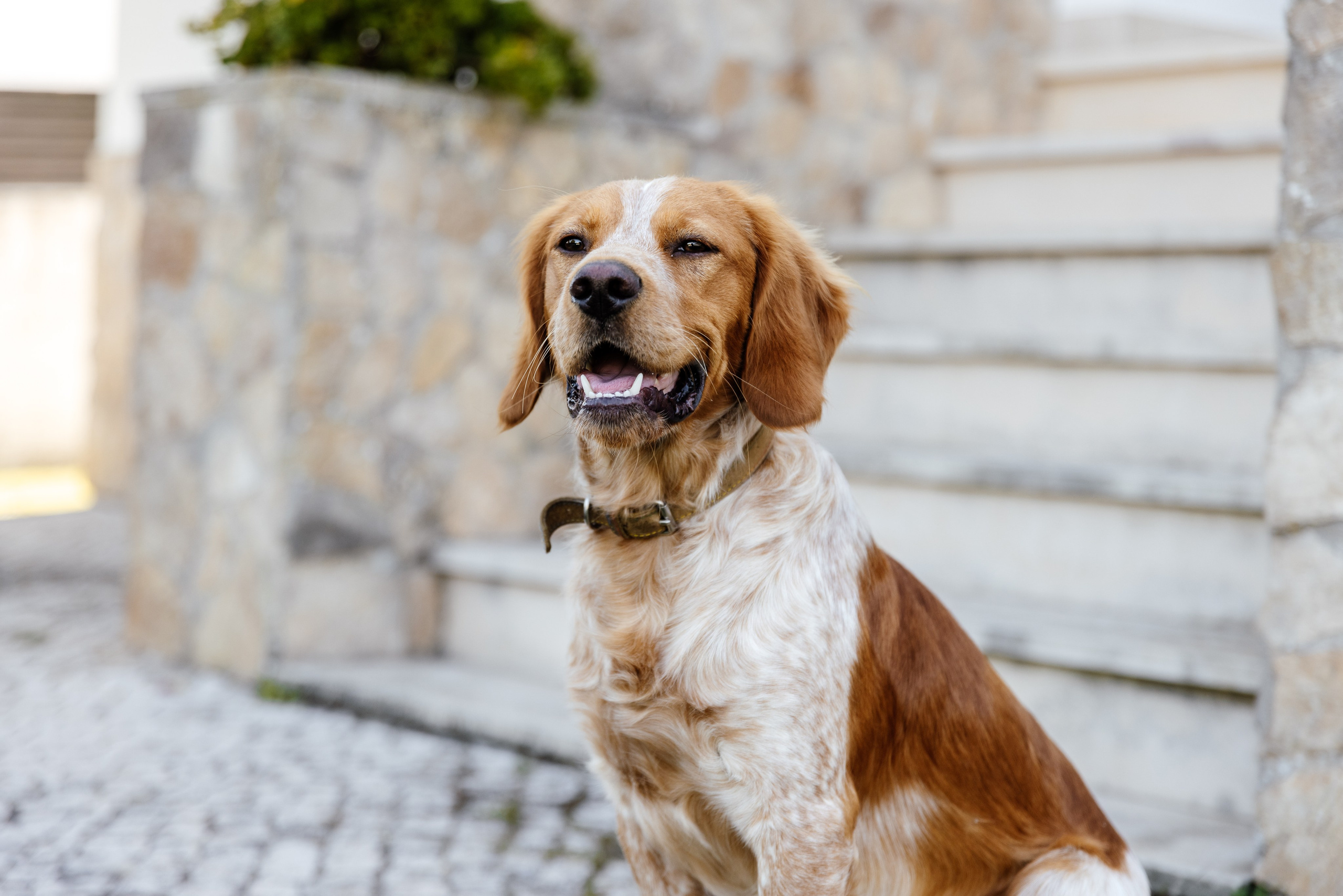 Galeria e Filme de Casamento — Cláudia & Rodrigo — Challet Fonte Nova. Luxury Wedding Photography & Cinematic Films | Portugal & Destination Weddings | Ricardo & Mary Pictures