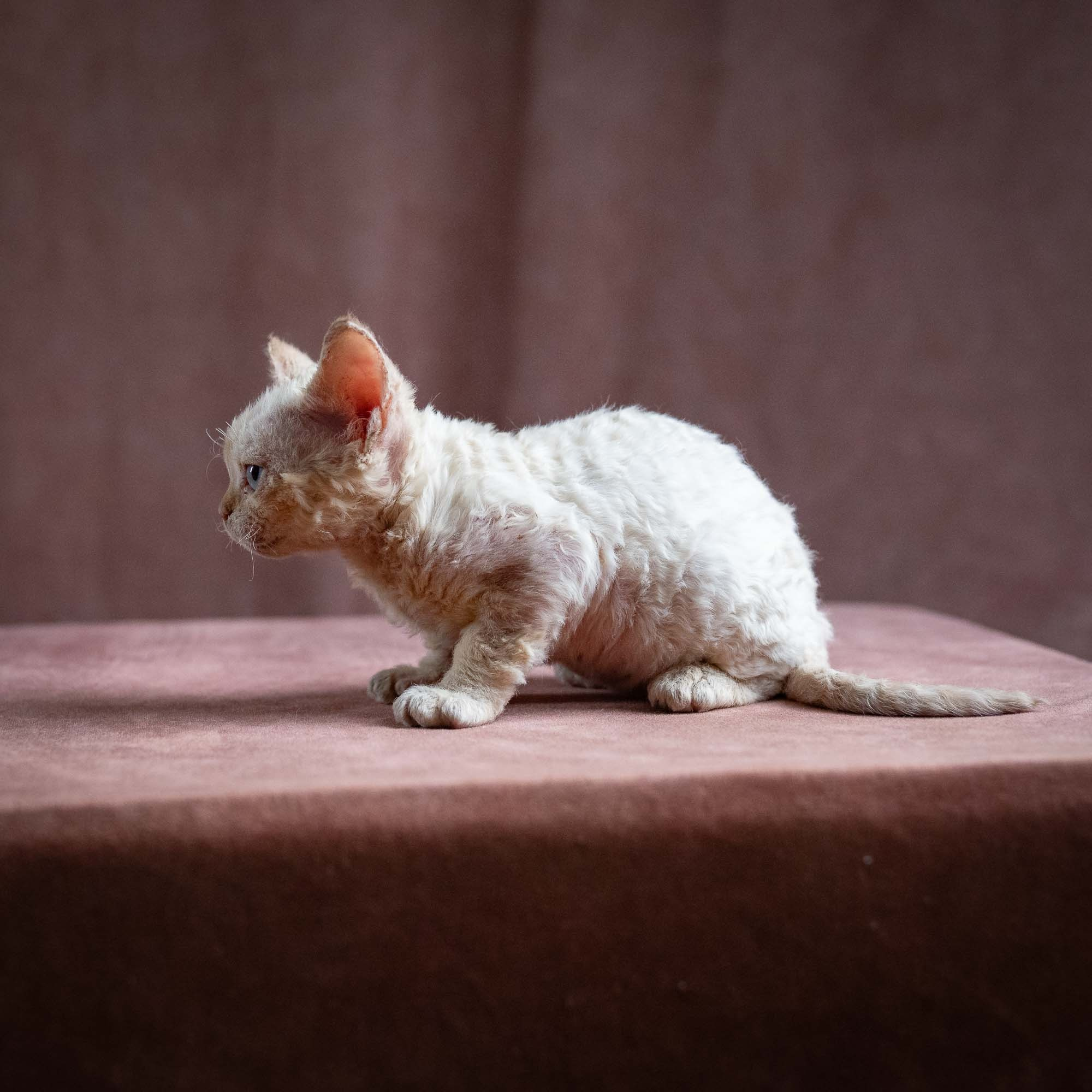 Quinn, girl, born 02.14.26. Devon Rex Pixie Cattery