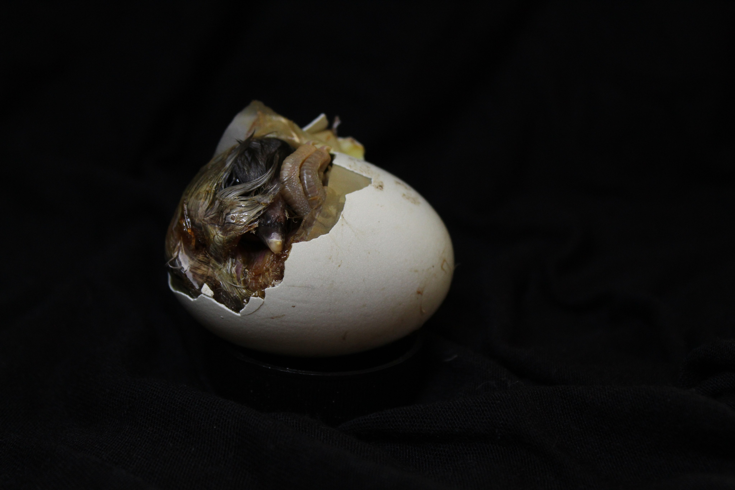 Dopo la pioggia, arriva il sole. Stanislava Novgorodtseva — Photographer | Visual Artist | Educator