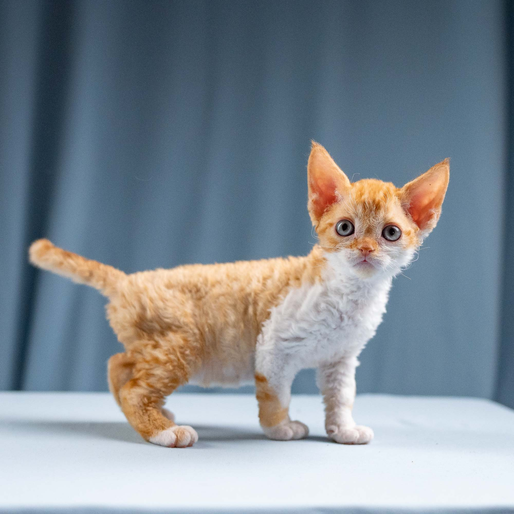 Jessie, girl, born 06.25.2025. Devon Rex Pixie Cattery