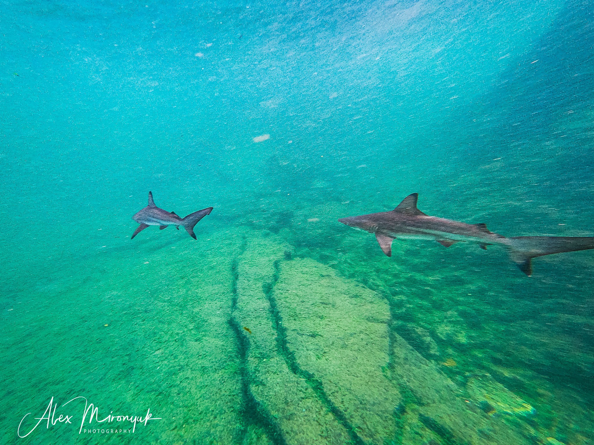 Galapagos Islands Adventure. Alex Mironyuk Photography