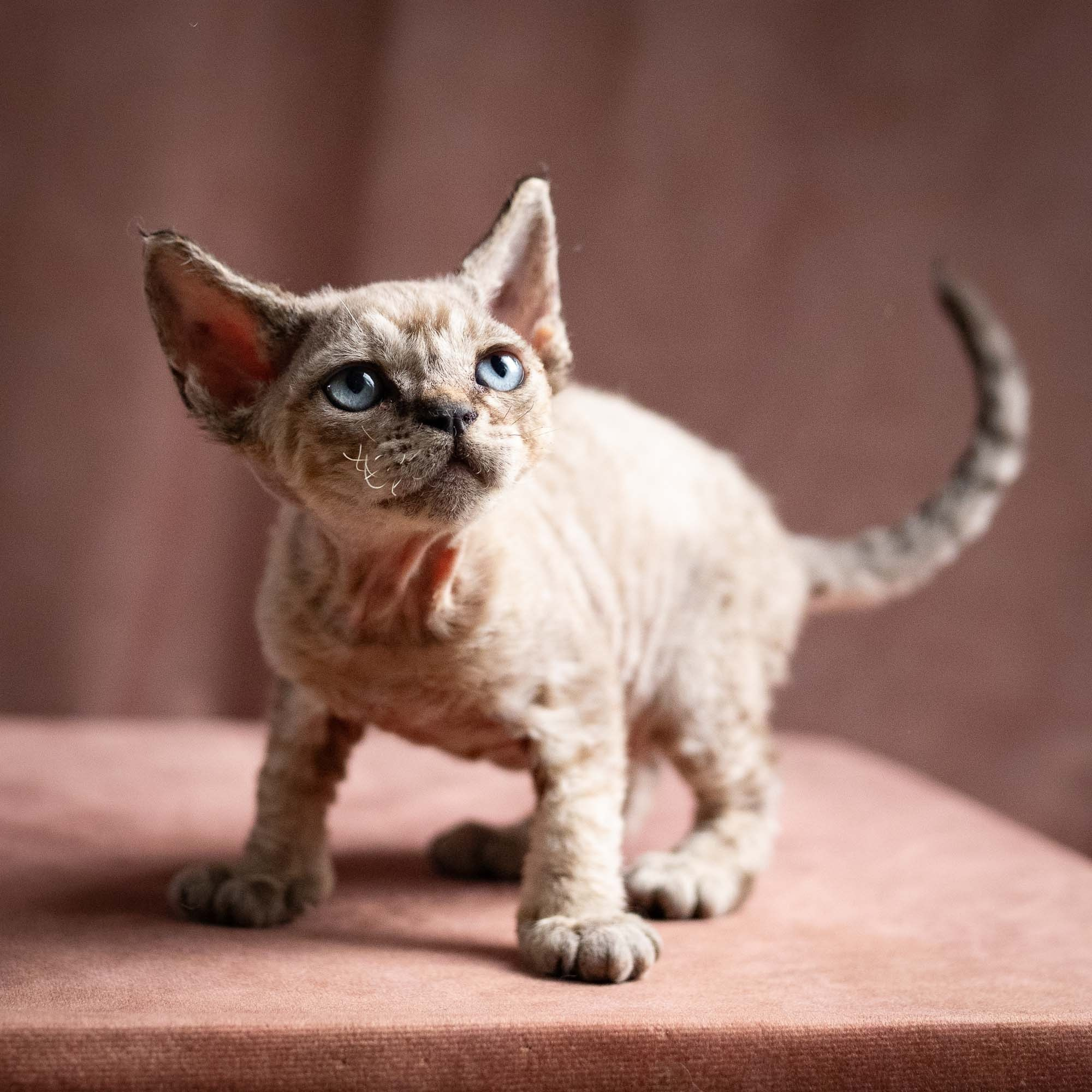 Quincy, boy, born 02.14.26. Devon Rex Pixie Cattery