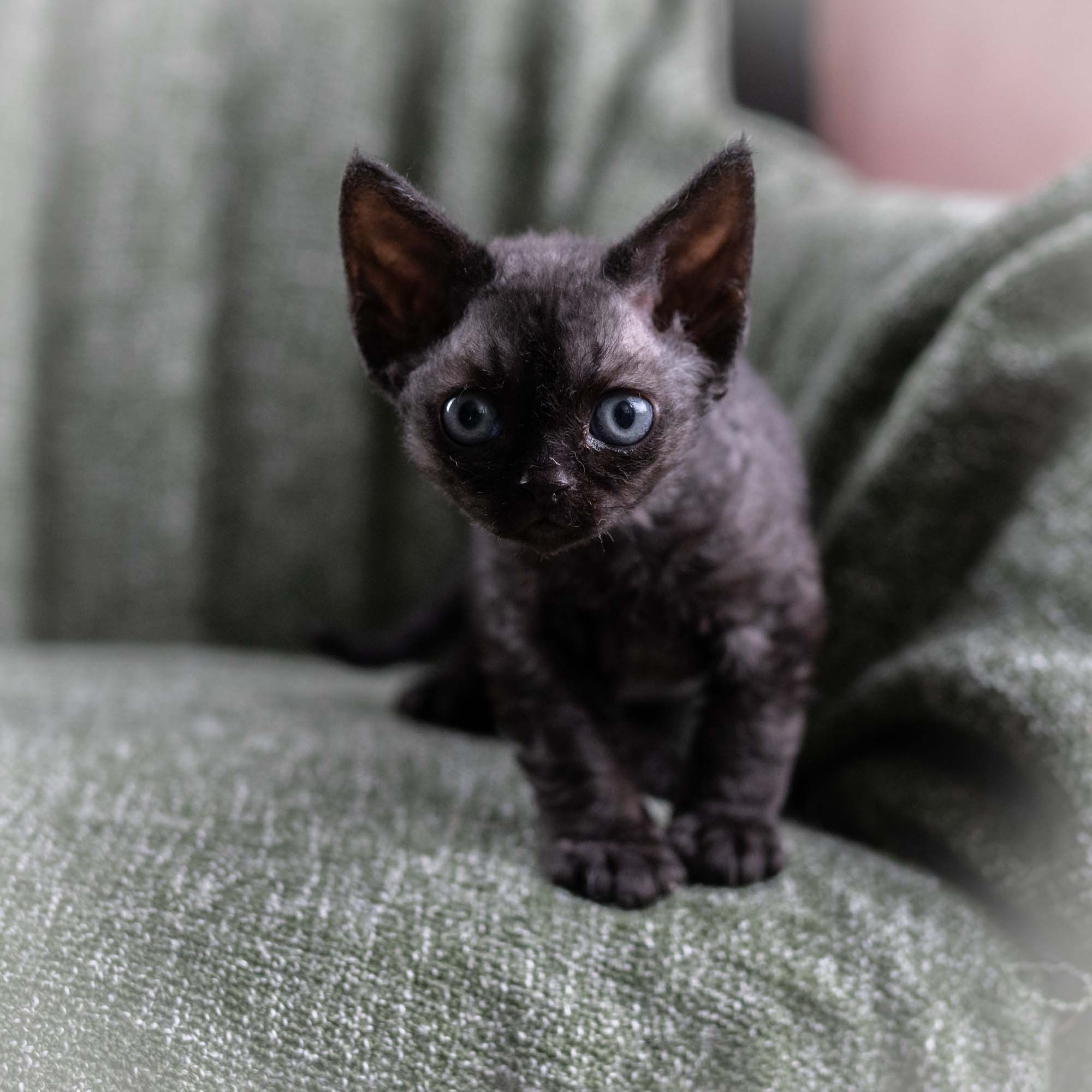 Smoke, boy,  born on  04.11.24, Sold. Devon Rex Pixie Cattery