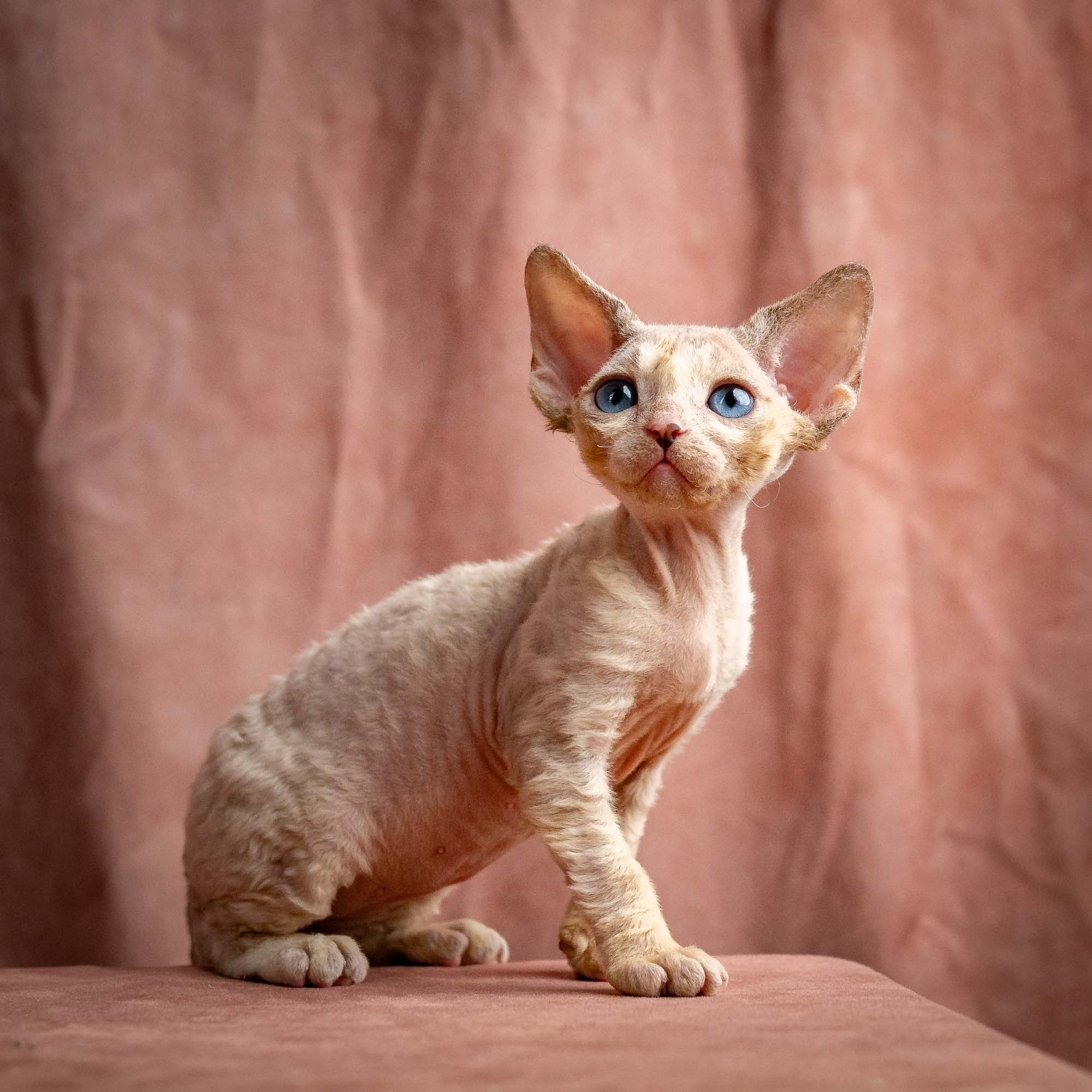 Rocco, boy, born 05.08.26. Devon Rex Pixie Cattery