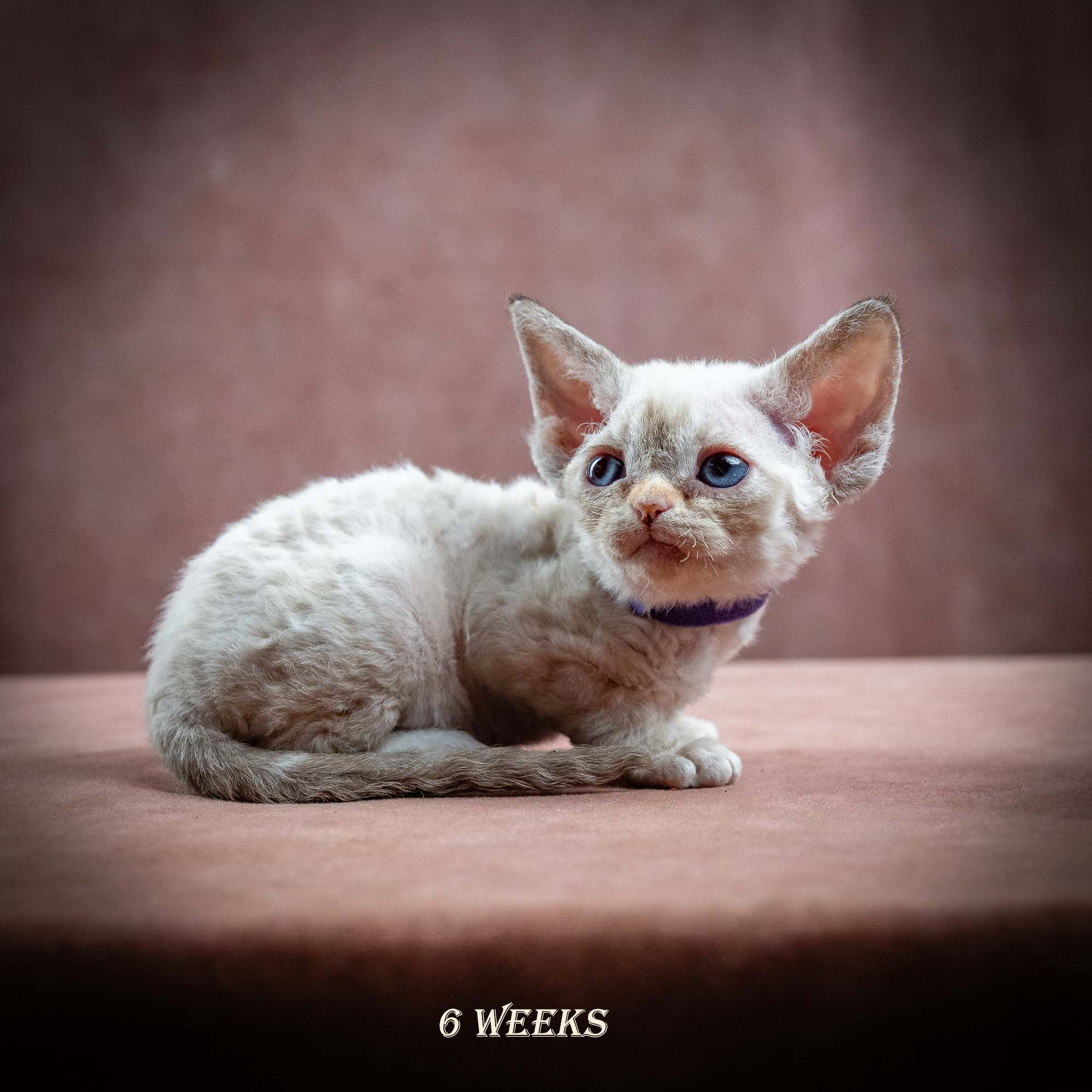 Iris, girl, born 06.01.2025. Devon Rex Pixie Cattery