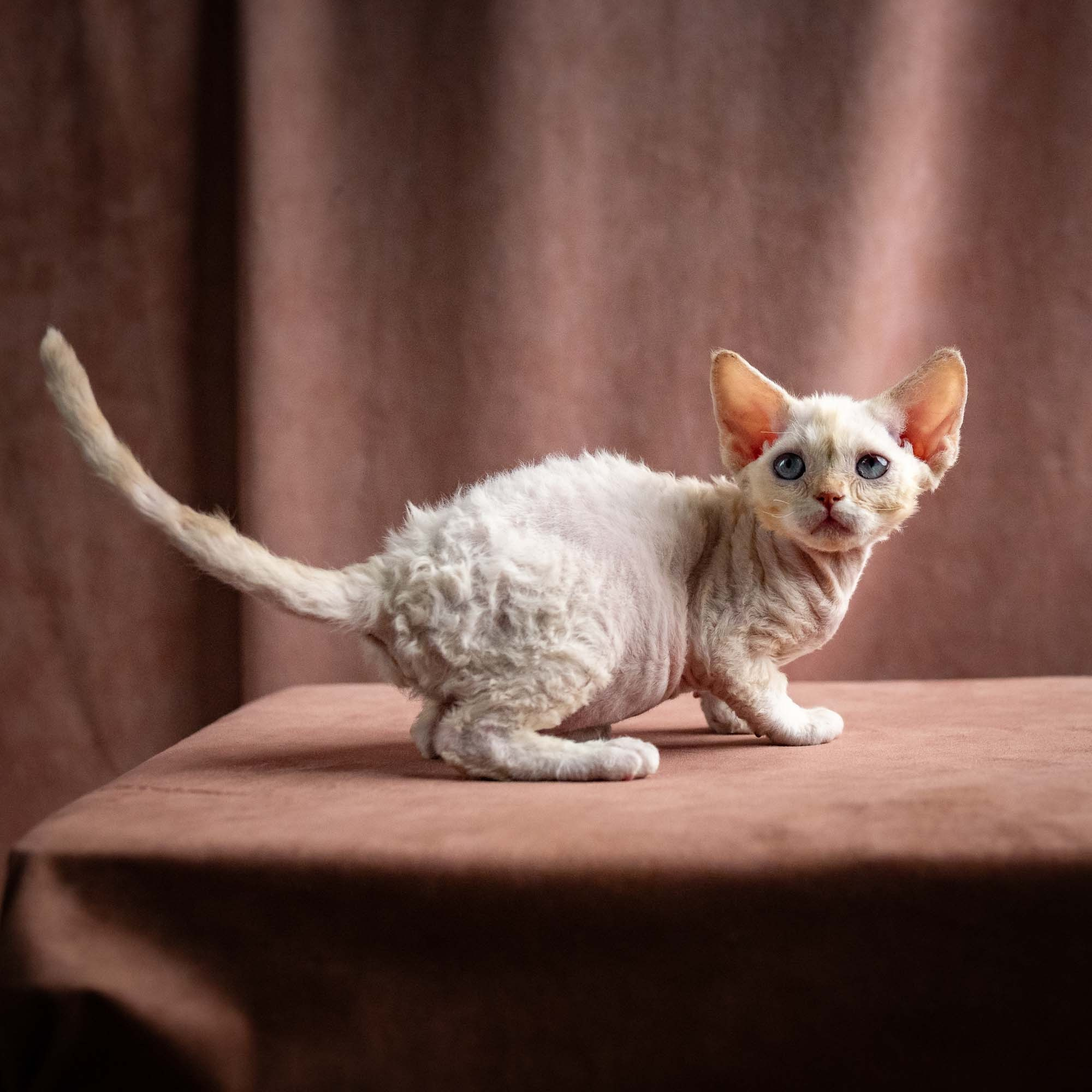 Quennie, girl, born 02.14.26. Devon Rex Pixie Cattery