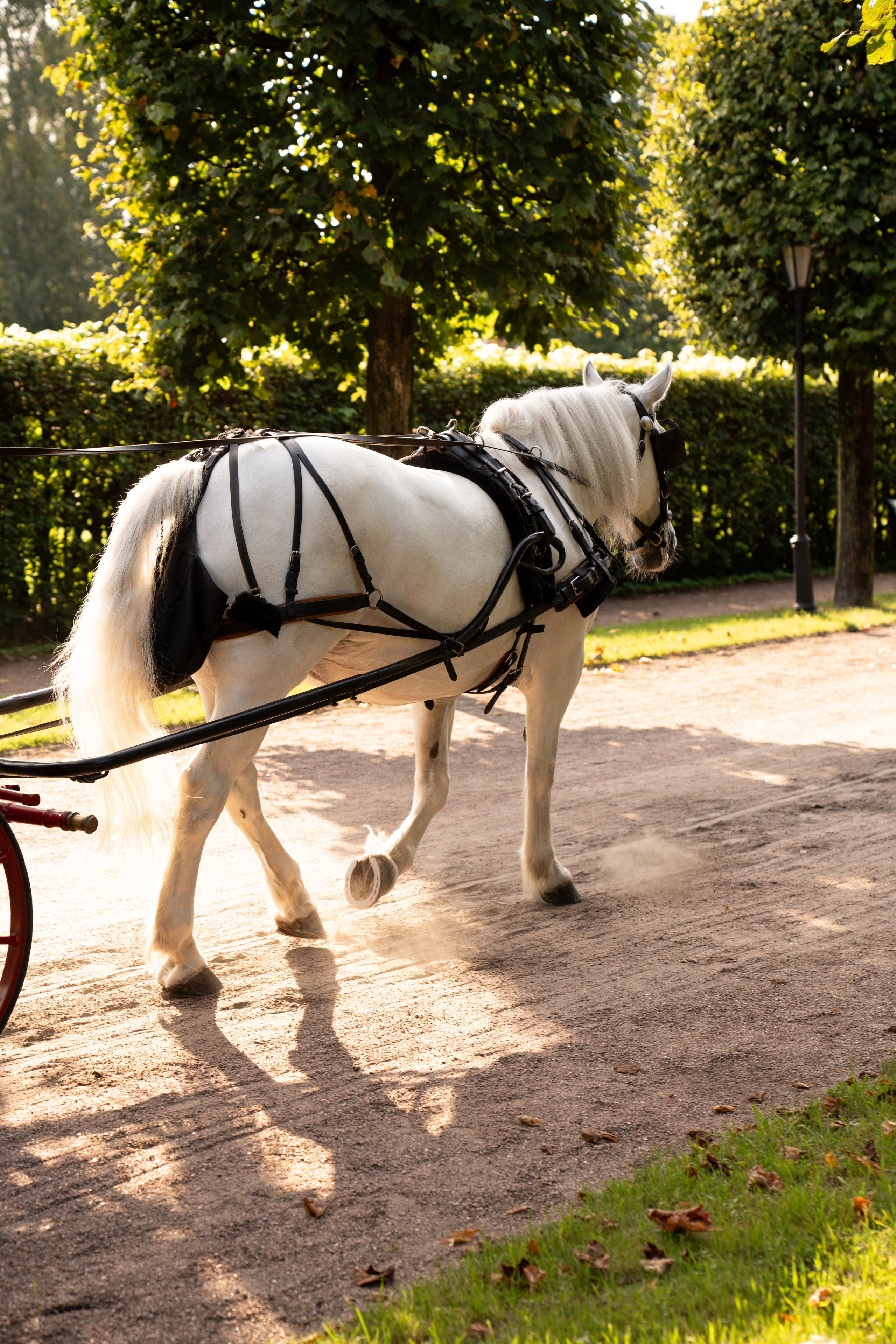 Семейная история. ...........