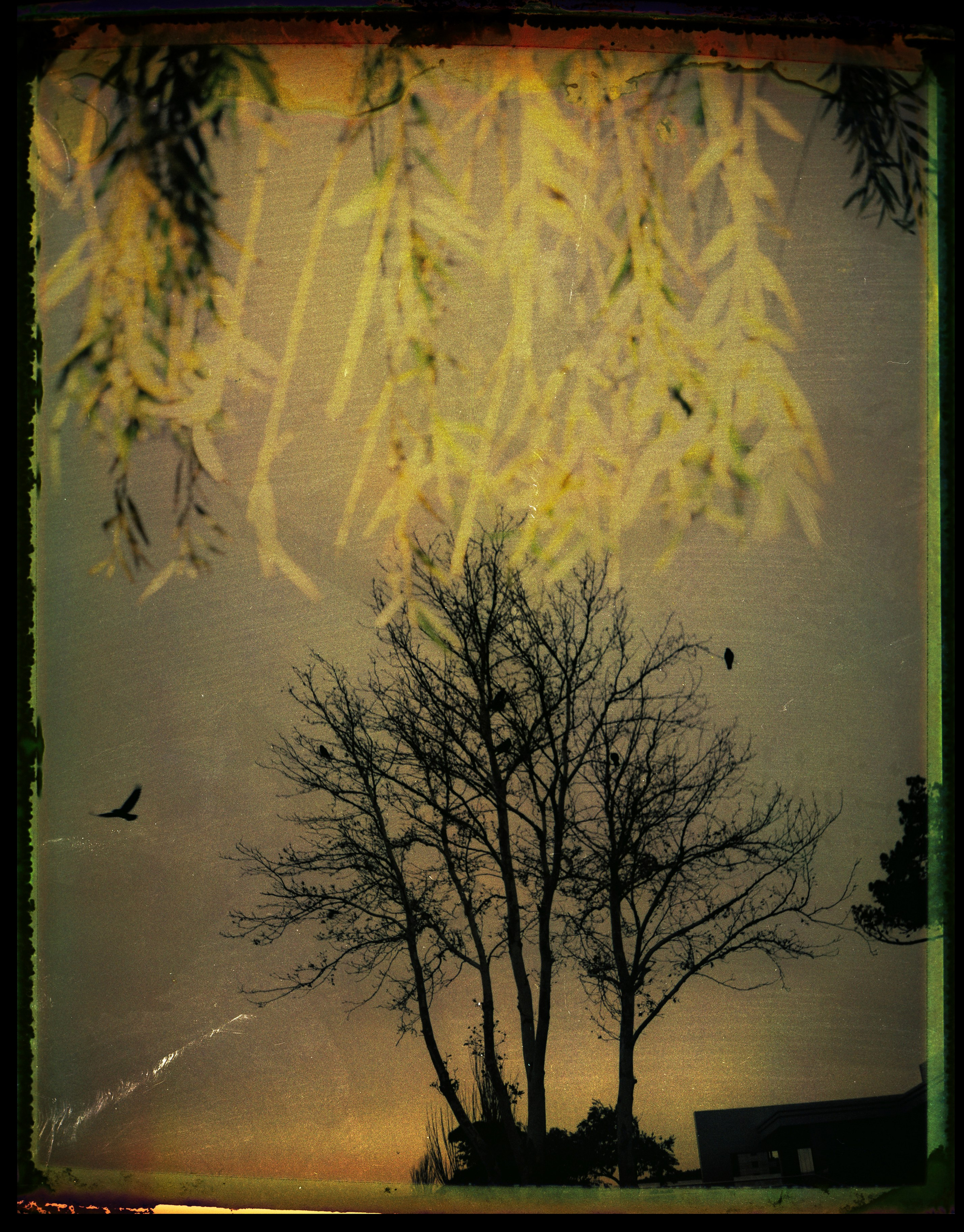 POLAROID. Www.sananaleskerov.com