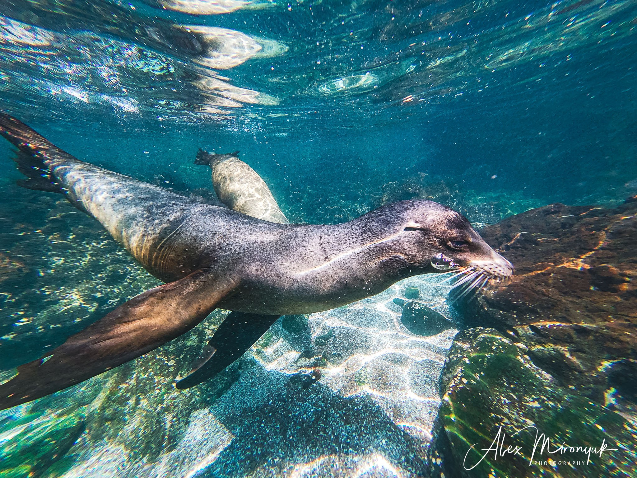 Galapagos Islands Adventure. Alex Mironyuk Photography