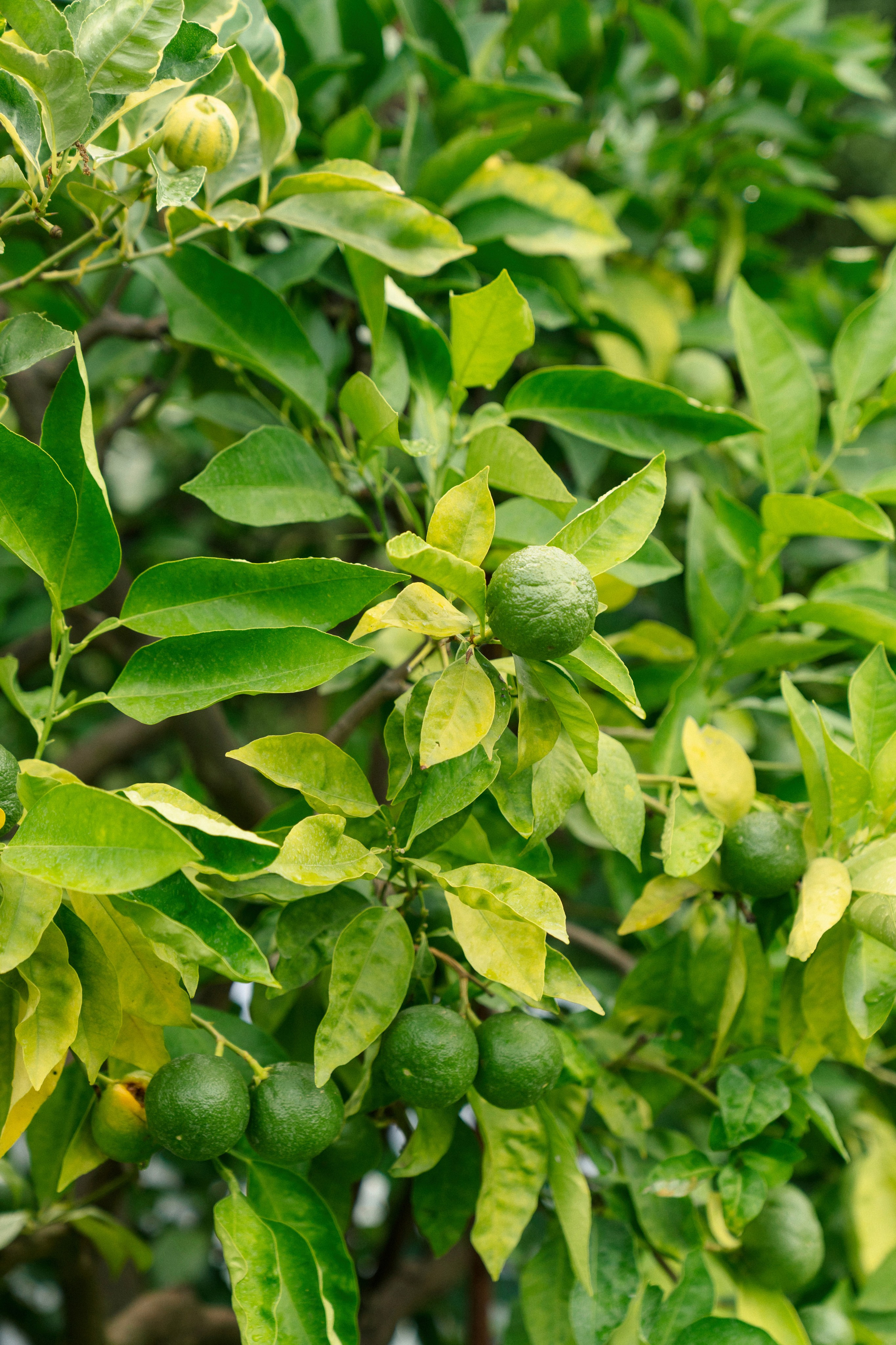 Alissa & Jakob · Villa Grabau, Tuscany. Raw Studio: Capturing Elegant weddings accross Europe