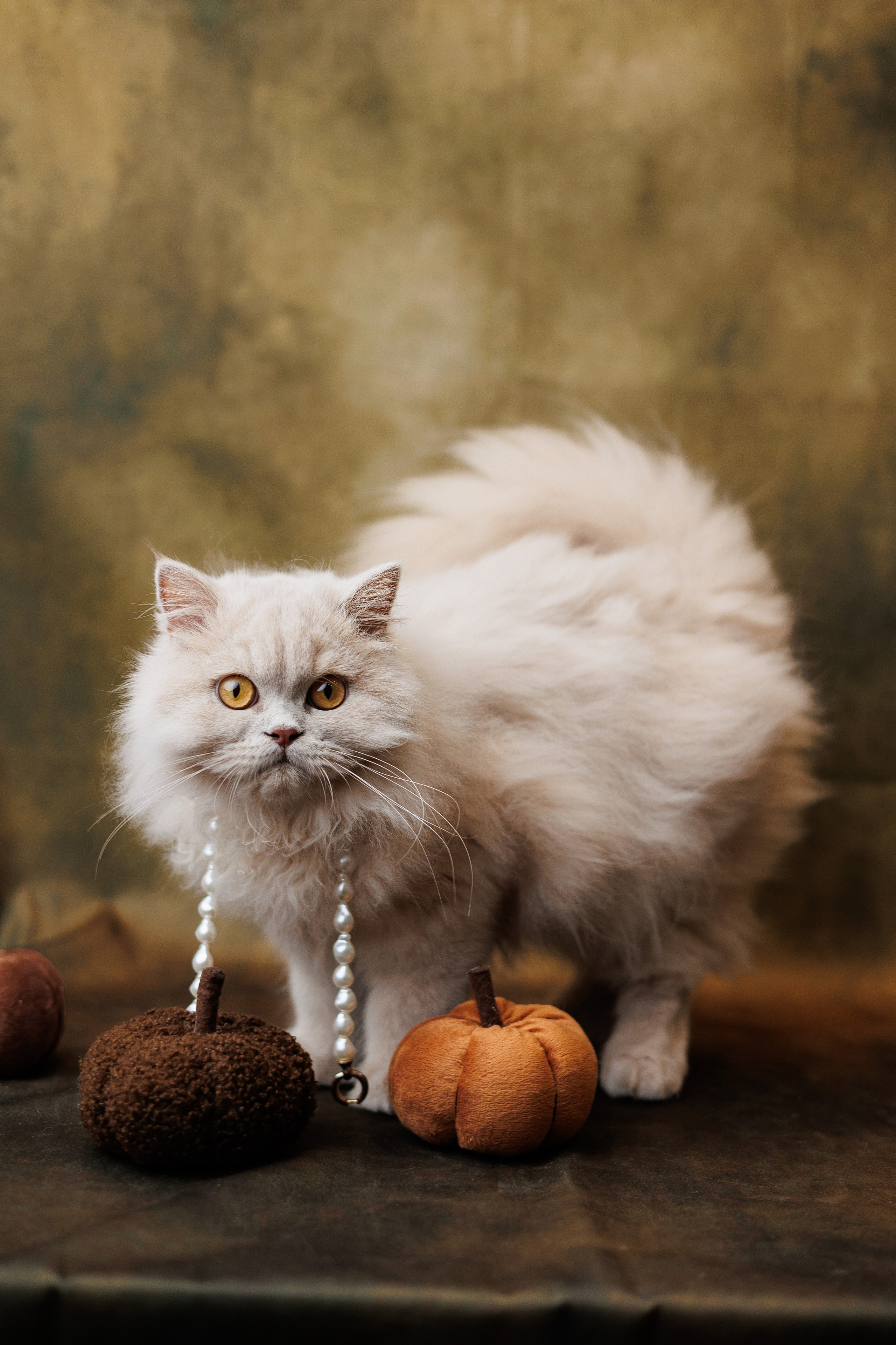 Pet photography. Photography & videography for brands. Individual shooting. Midlands, England