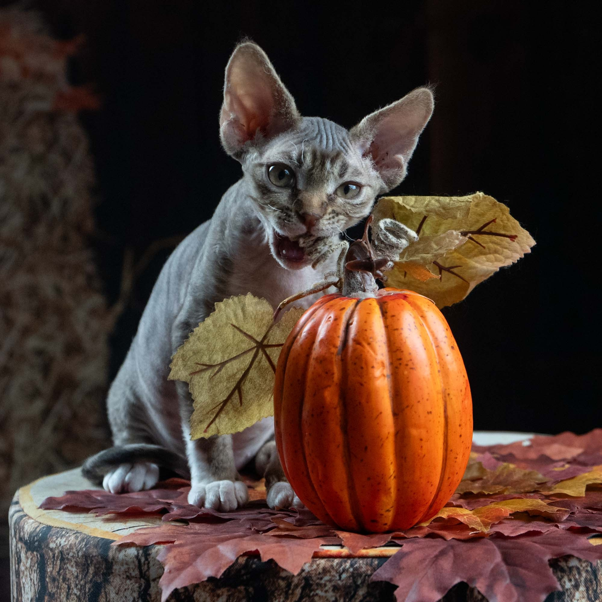 Elvis, boy, born on 06.09.24 SOLD. Devon Rex Pixie Cattery