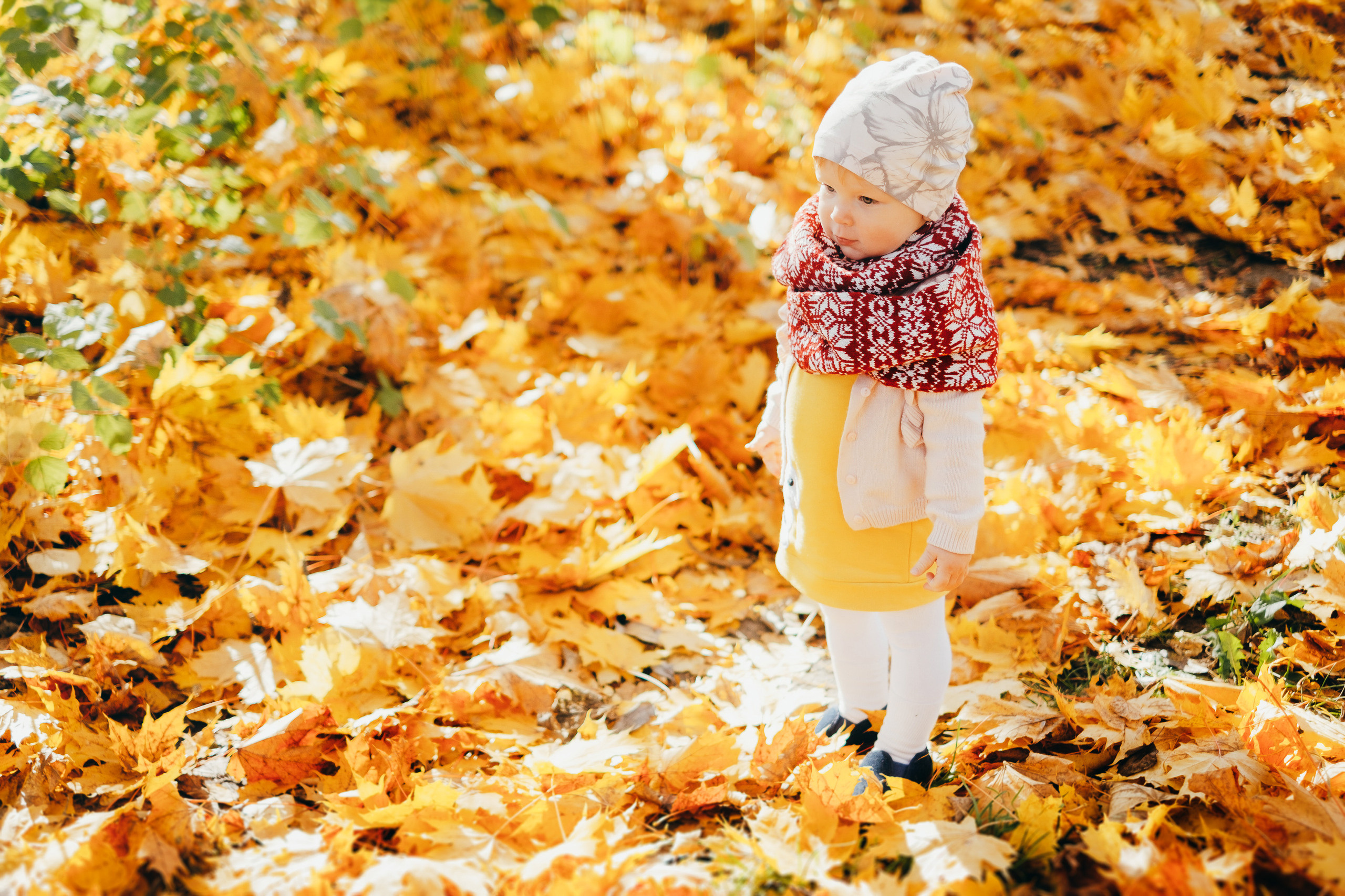 Rudens krāsās. Kāzu × Ģimenes notikumu fotografs Edgars Kalniņš