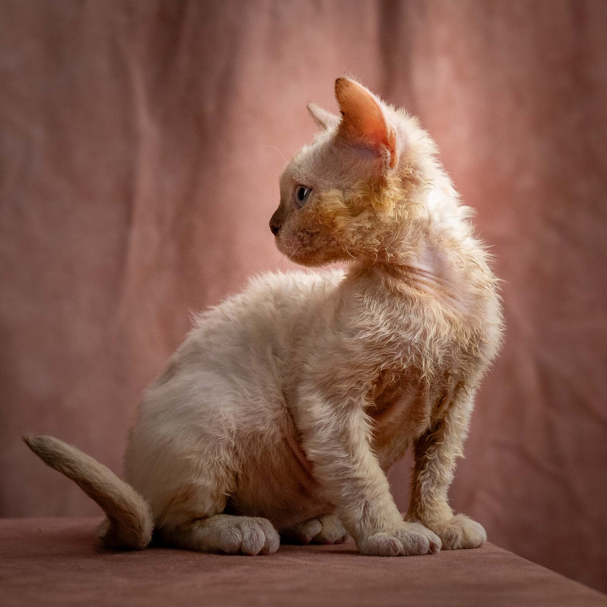 Rosalie, girl, born 05.08.26. Devon Rex Pixie Cattery